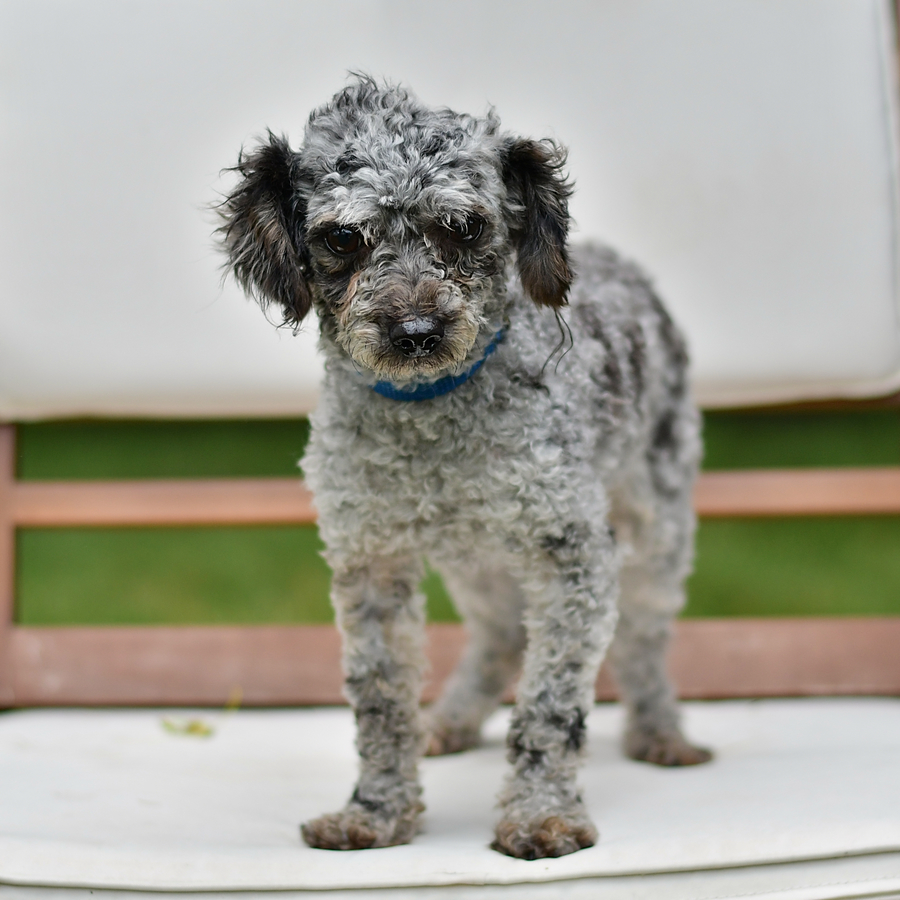 Miniature poodle breeders indiana sales