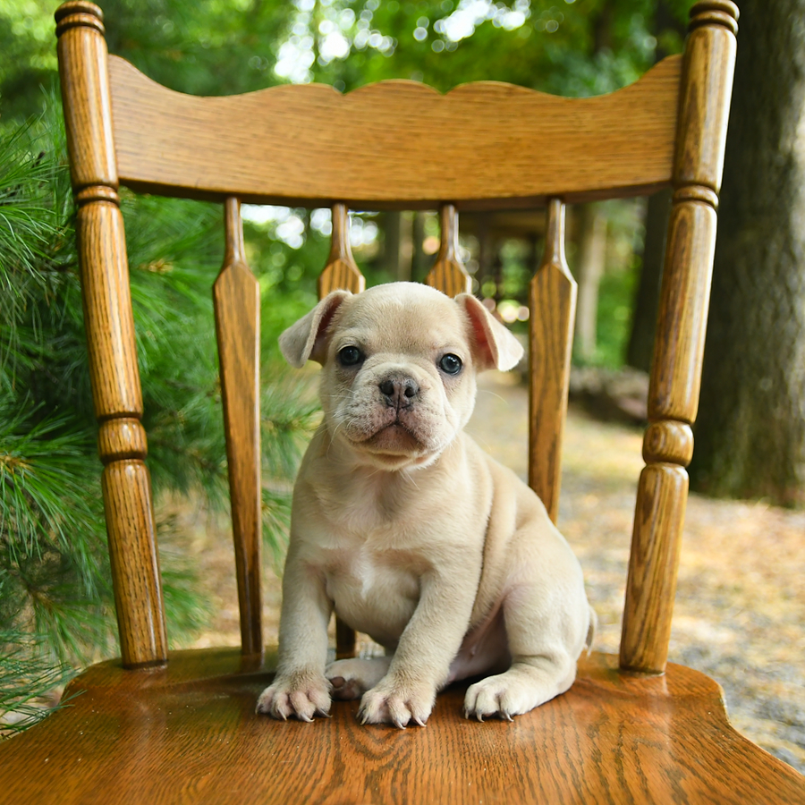 Shadow Frug Puppy for Sale in Stevens, PA Lancaster Puppies