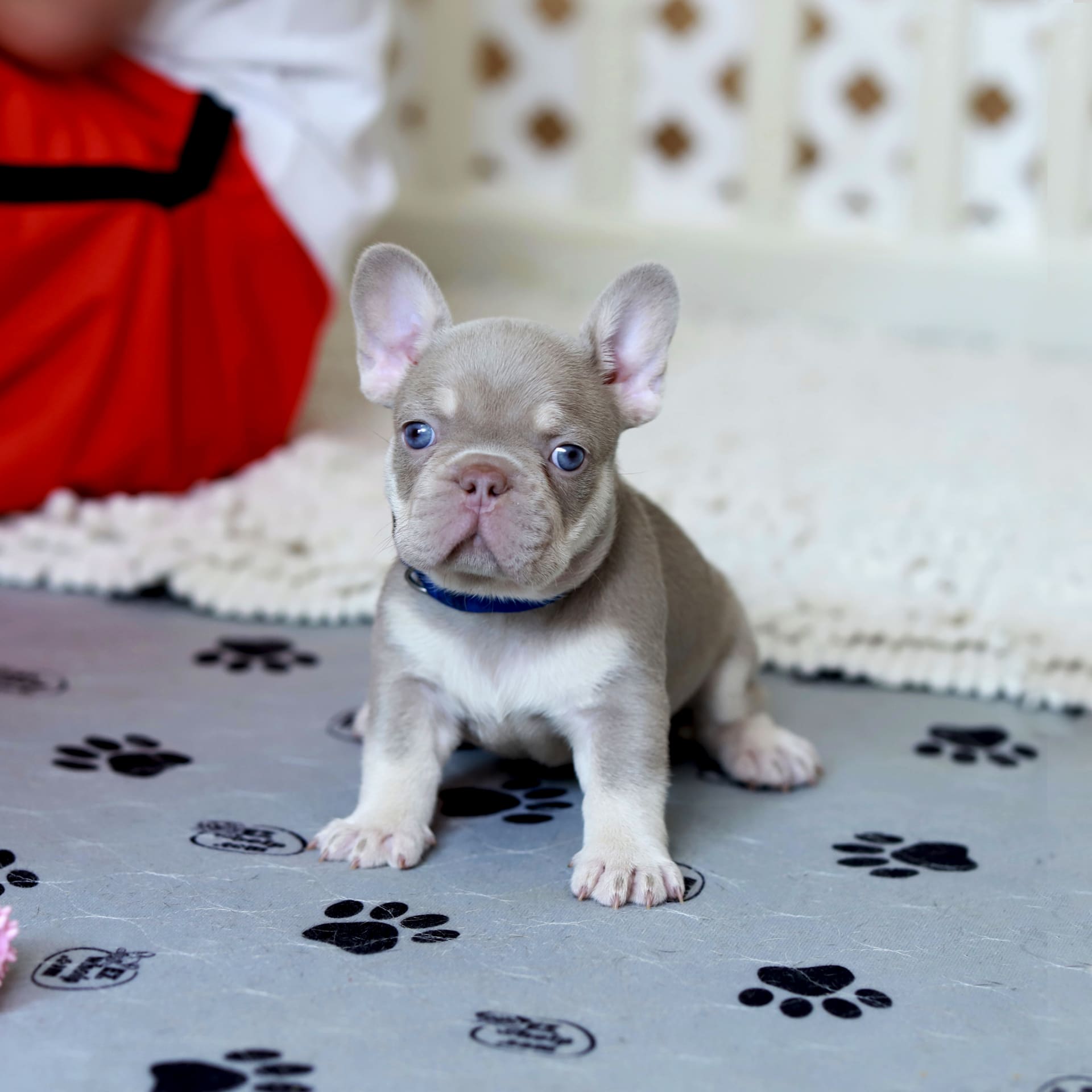 Lionel - French Bulldog Puppy for Sale in Greenport, NY | Lancaster Puppies