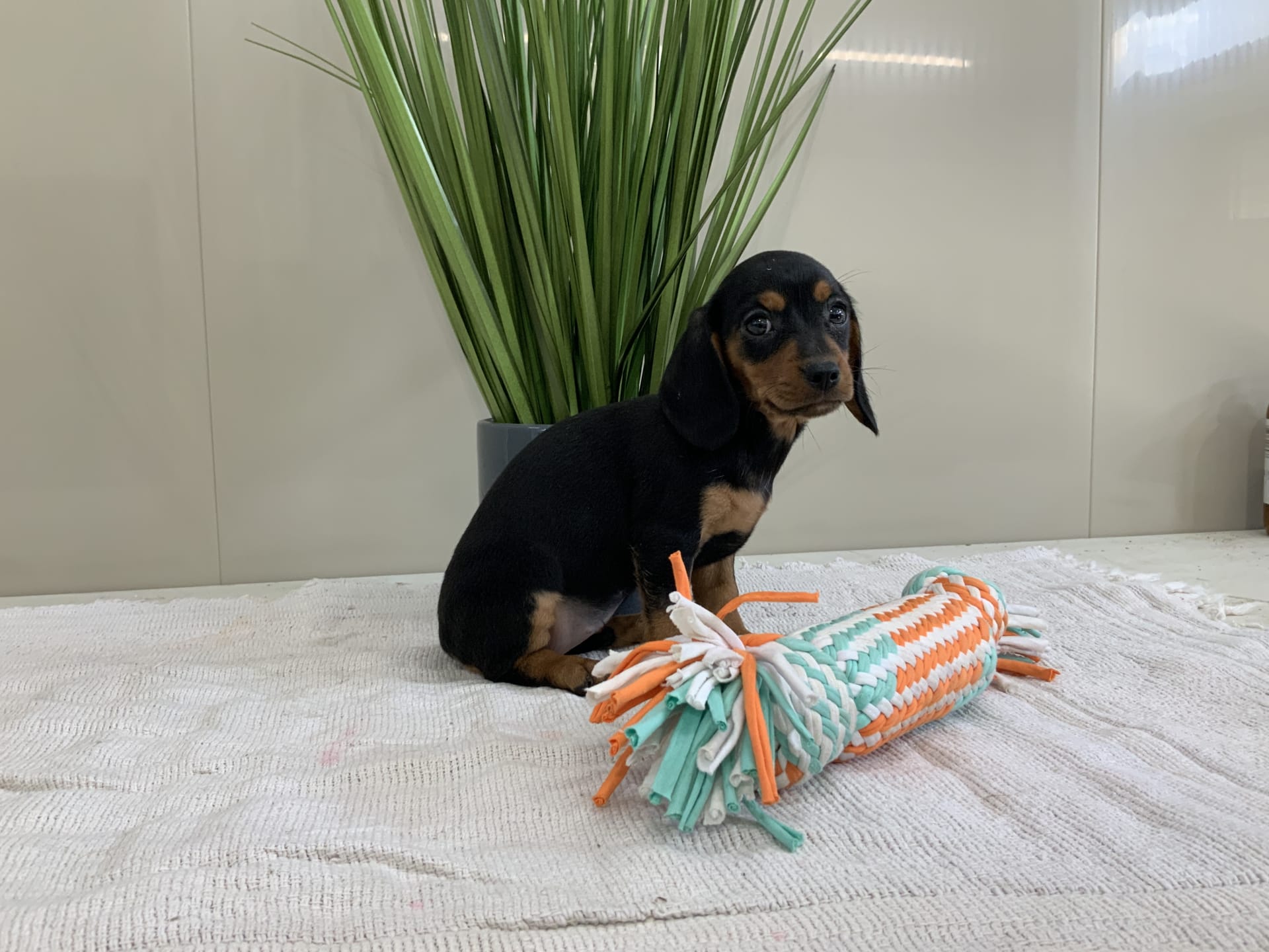 Delilla Cavalier King Charles Spaniel and Dachshund Hybrid Puppy for Sale in Baltic, OH