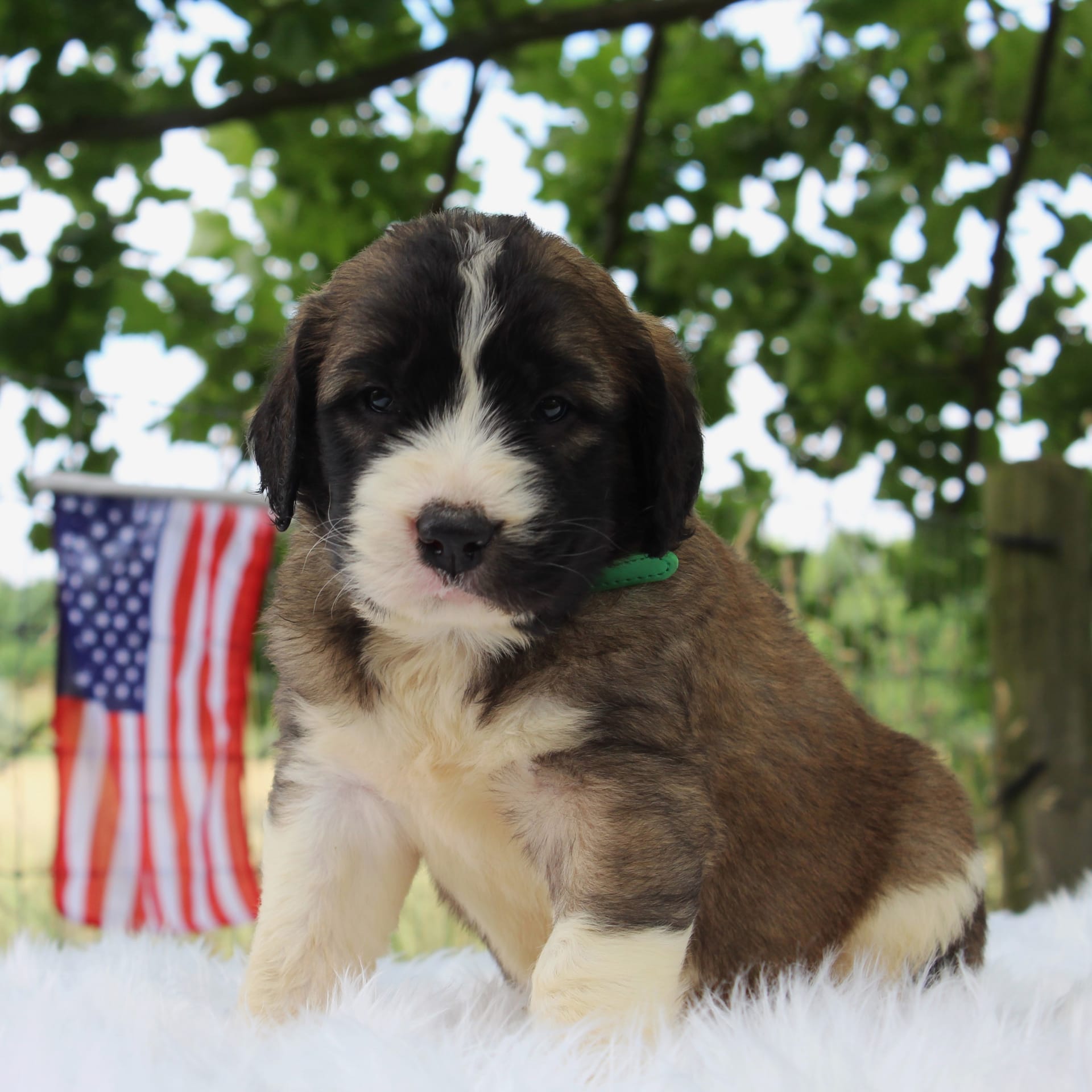 Free Puppies Hagerstown Md the-golfing-world-awaits-your-ultimate-tgl-schedule-guide
