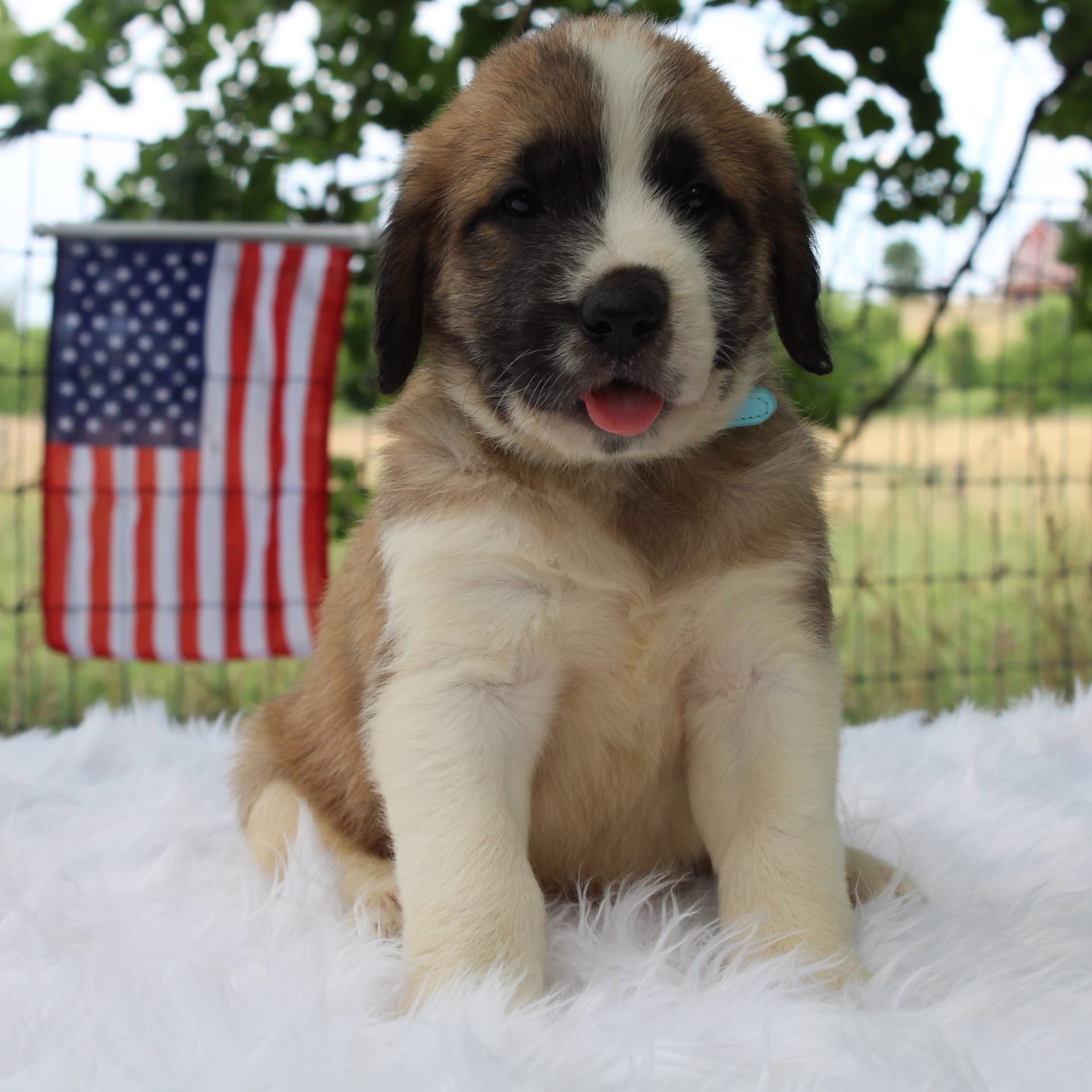 Independence Saint Berdoodles Puppy for Sale in Hagerstown, MD