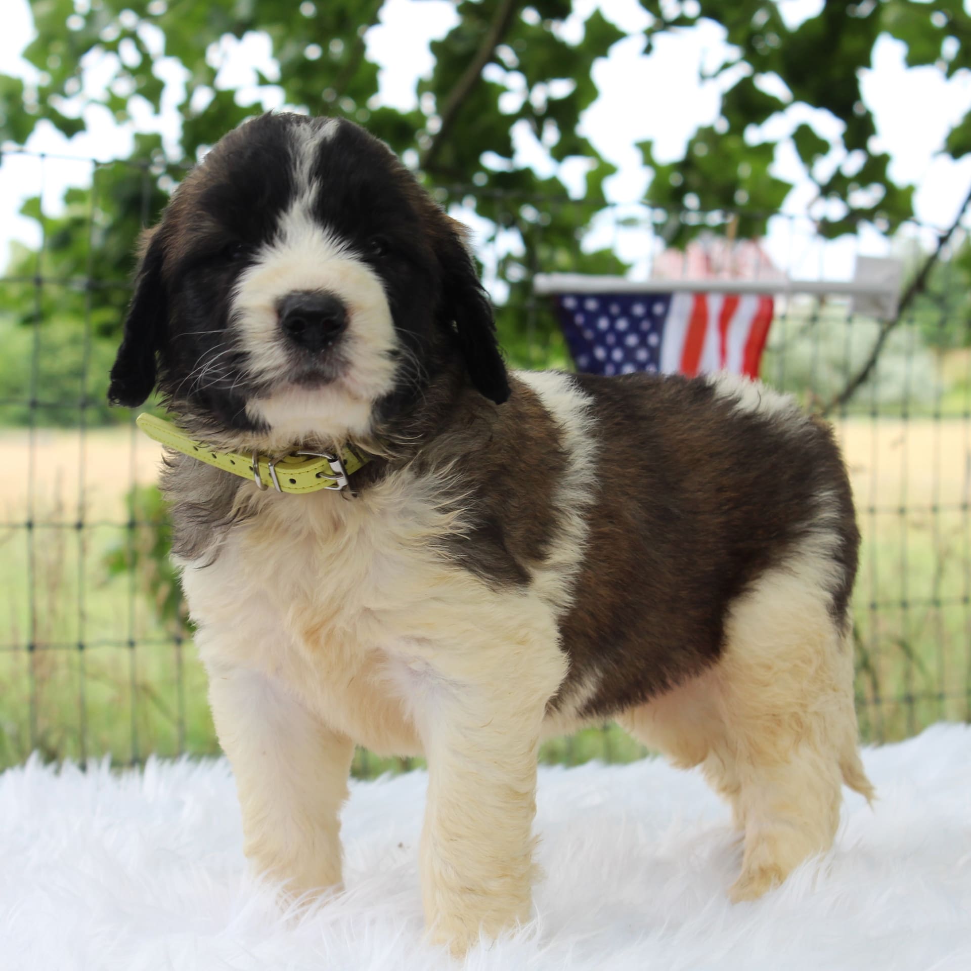 Free Puppies Hagerstown Md - kc8j3br
