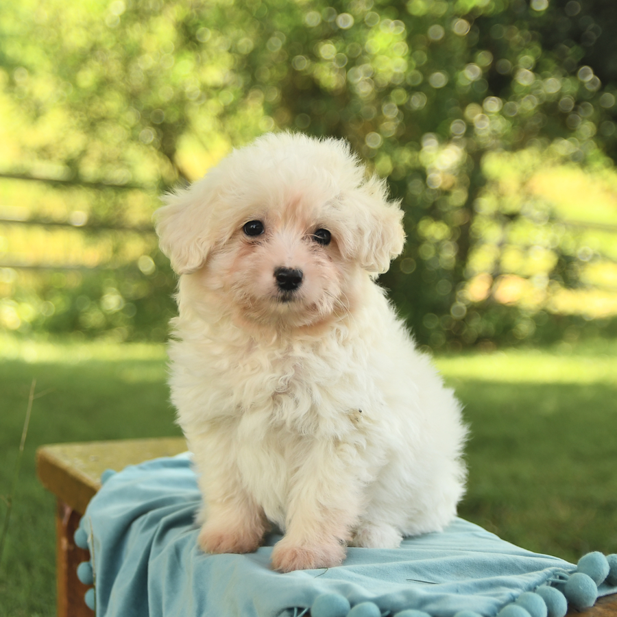 Sunshine Eskipoo Puppy for Sale in Coburn, PA Lancaster Puppies