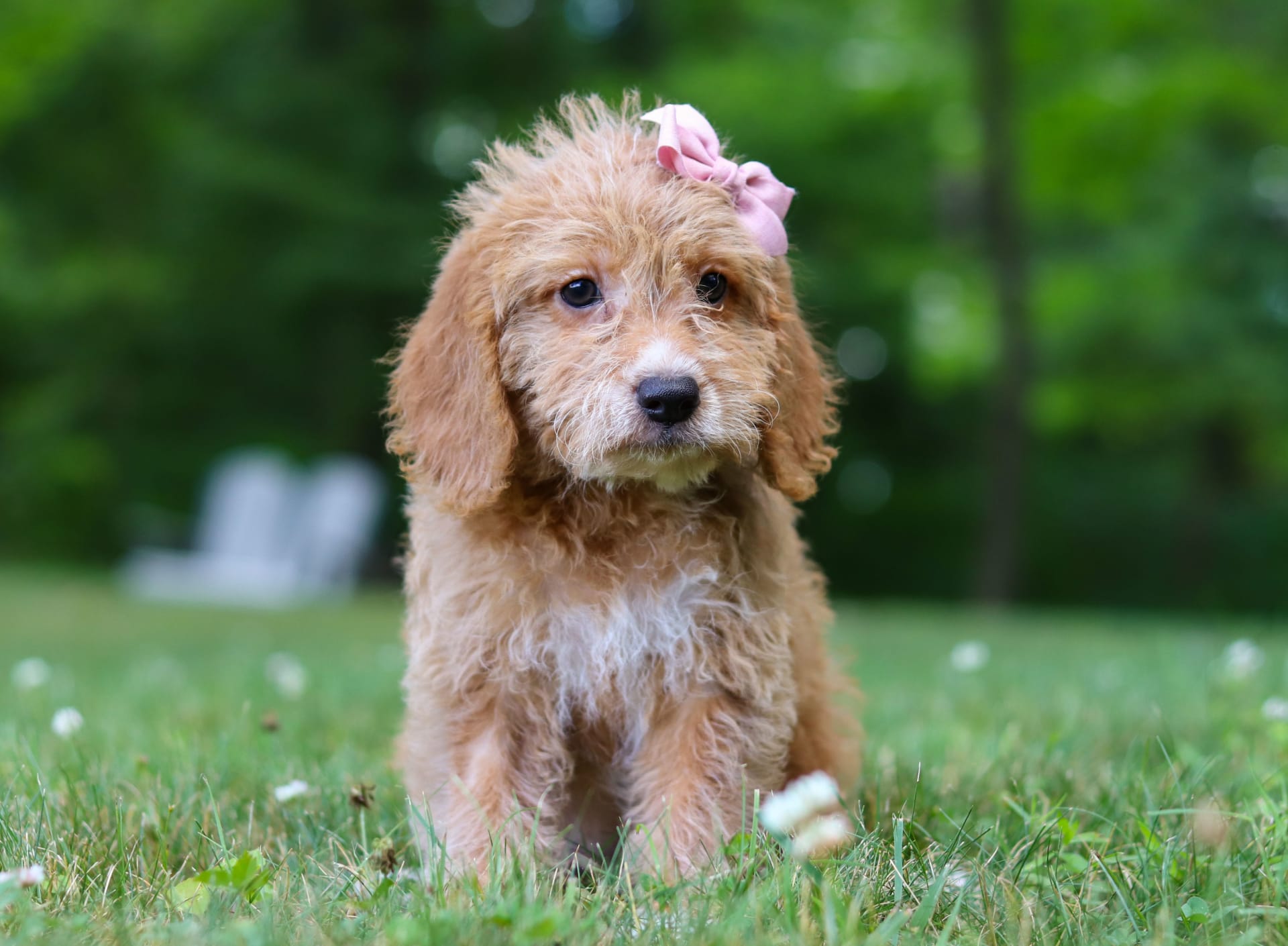 Nora Miniature Poodle and Beagle Hybrid Puppy for Sale in Millersburg