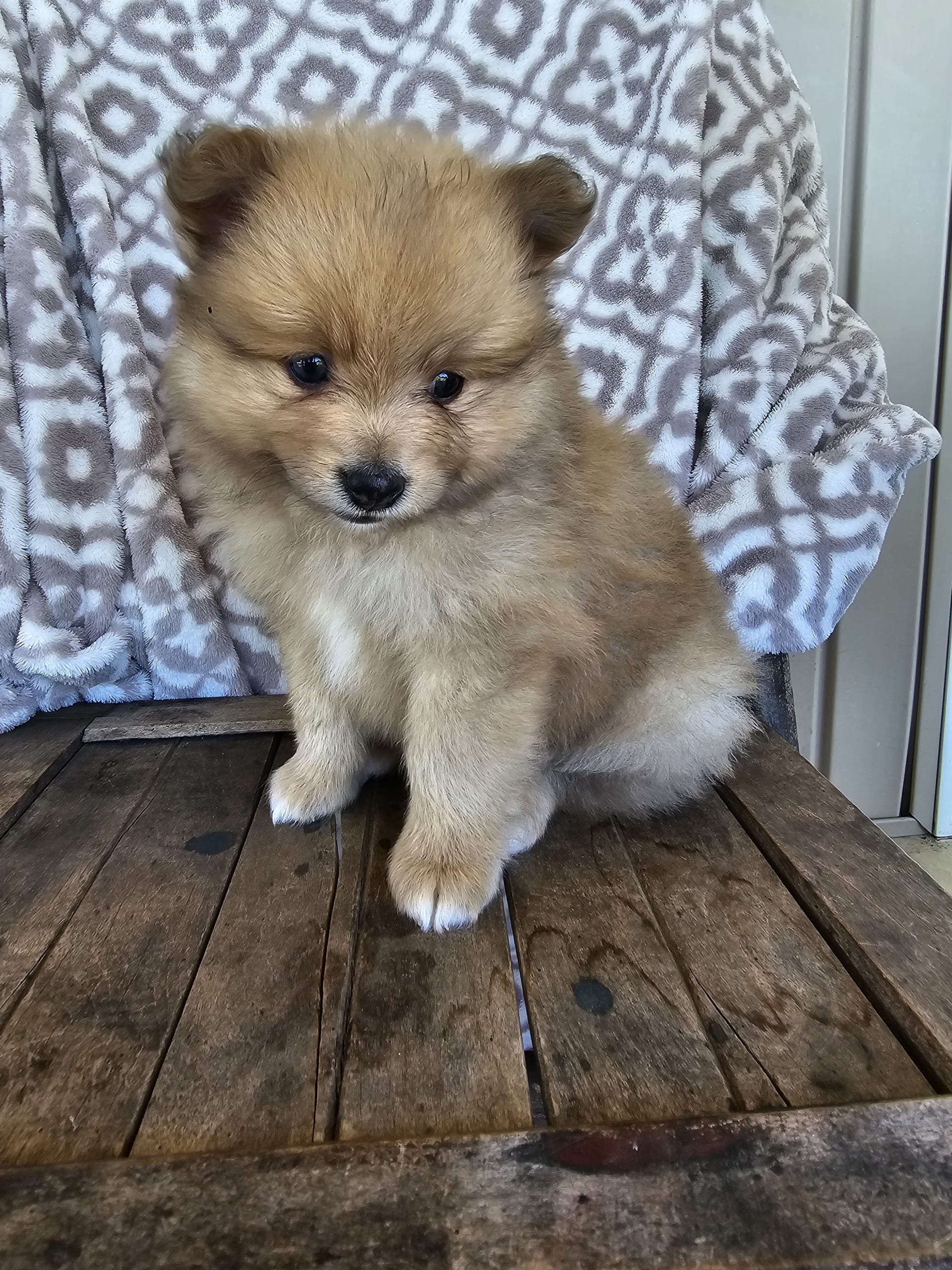Cody - Pomeranian Puppy for Sale in Rome City