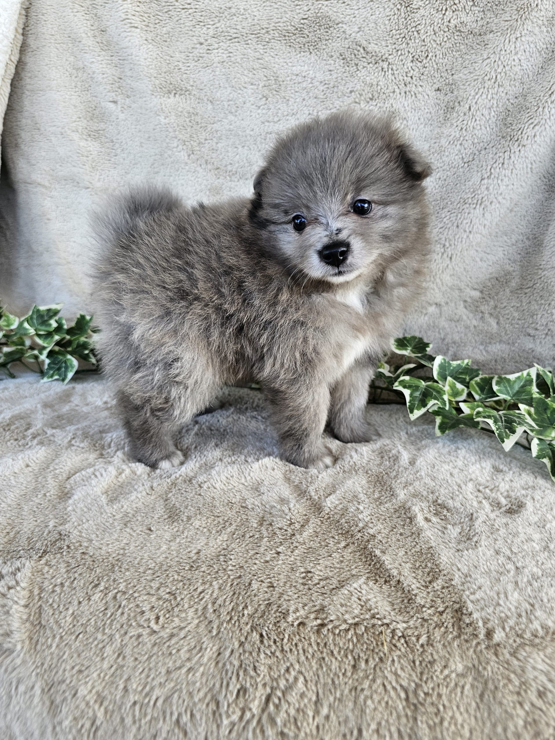 Whitney - Pomeranian Puppy for Sale in Rome City