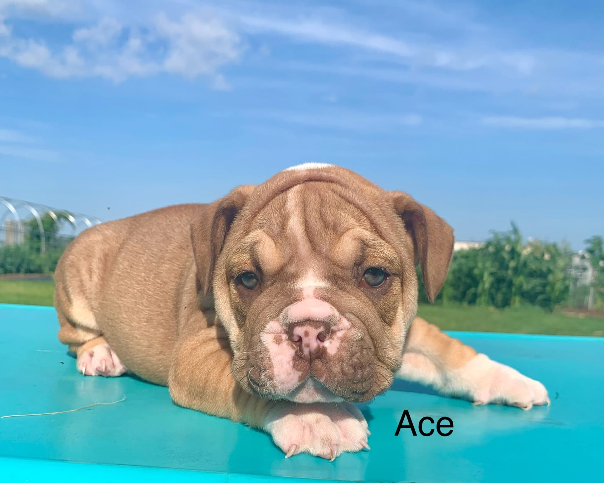 Ace English Bulldog Puppy for Sale in Oxford, PA Lancaster Puppies
