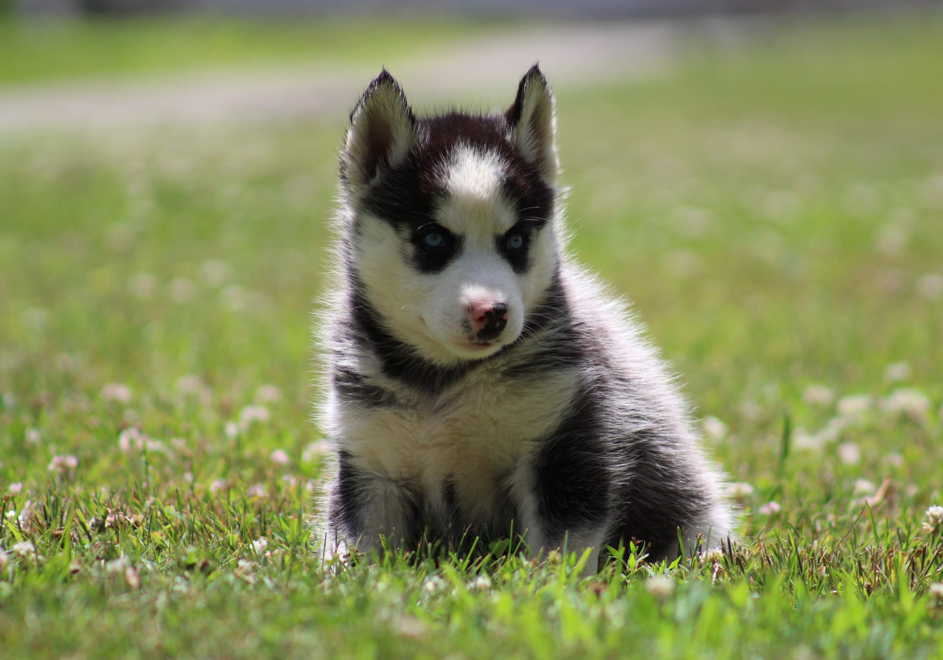 Lacy - Siberian Husky Puppy for Sale in Lewisburg, PA | Lancaster Puppies