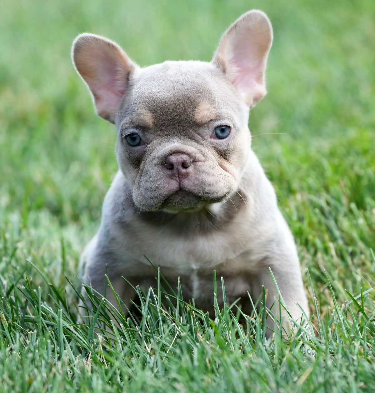 Kylie - French Bulldog Puppy for Sale in Millersburg, OH | Lancaster ...