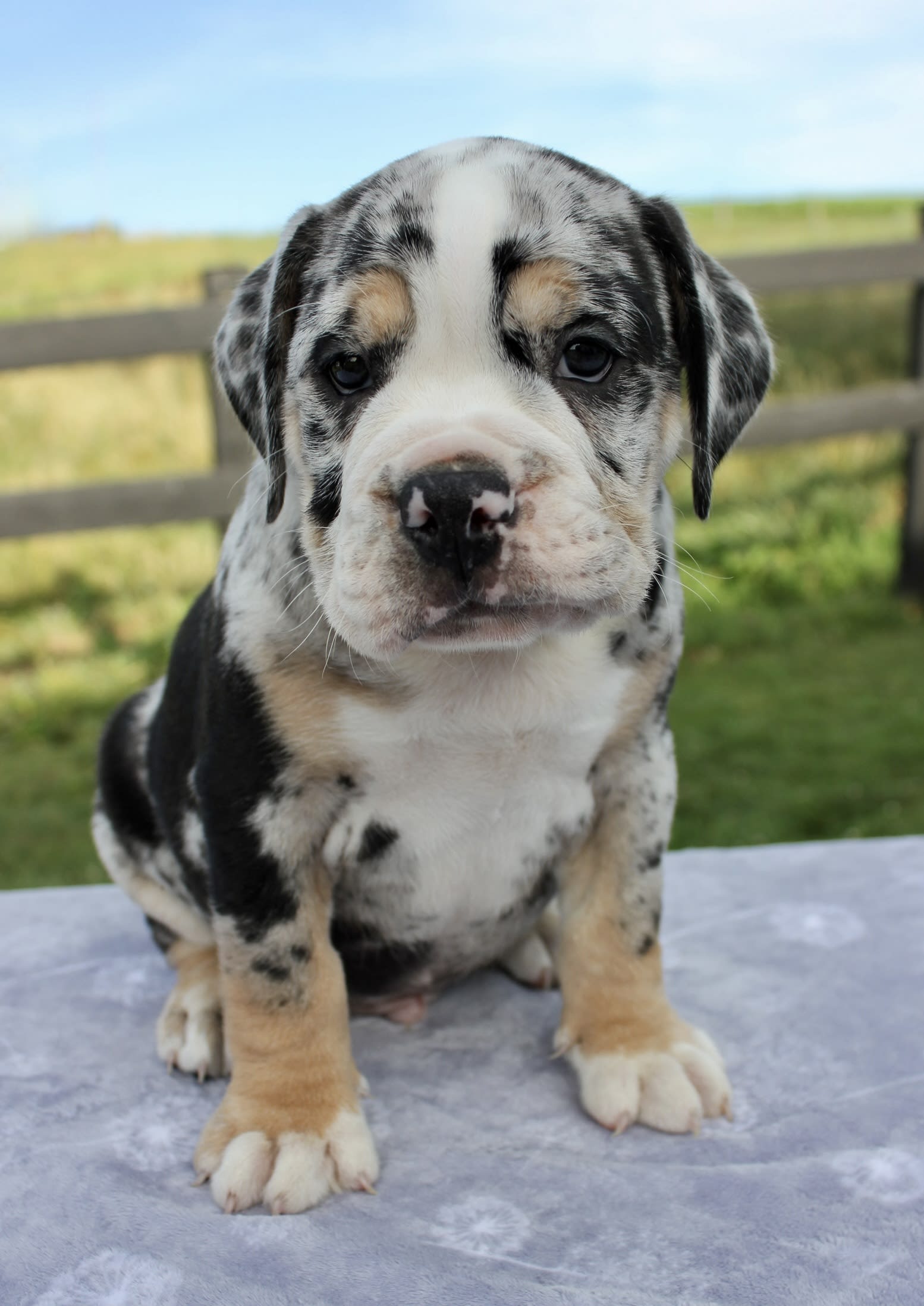 Finley - Beabull Puppy for Sale in Dundee, OH | Lancaster Puppies