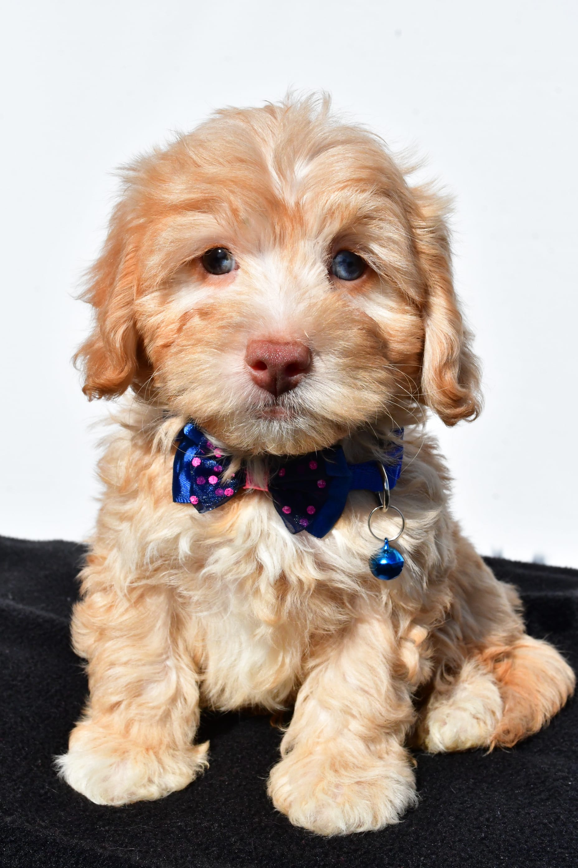 Tyson Havapoo Puppy for Sale in millersburg, OH Lancaster Puppies