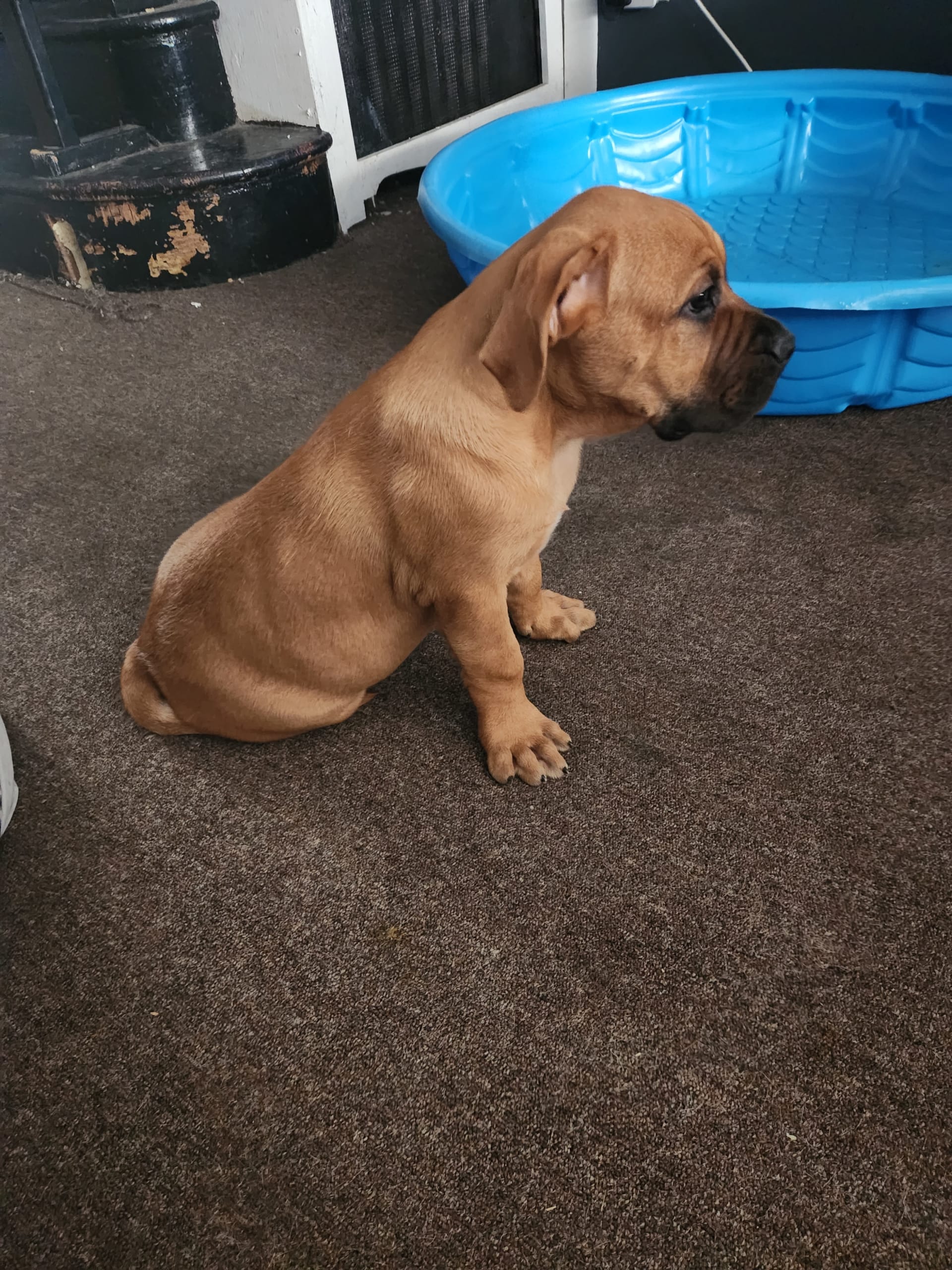 Best Dog Food For South African Boerboel Bella - South African Boerboels Puppy for Sale in Philadelphia, PA