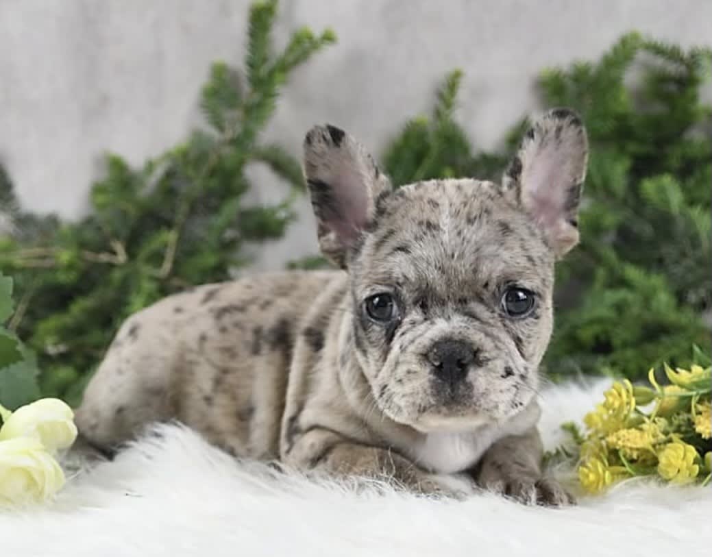 Kellie - French Bulldog Puppy for Sale in Henrietta, NY | Lancaster Puppies