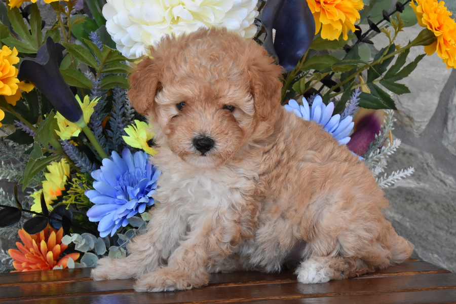 Allie Toy Poodle Puppy for Sale in Bellefonte, PA Lancaster Puppies