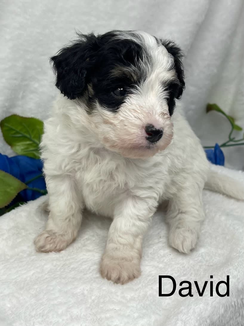 David Papillon and Miniature Poodle Hybrid Puppy for Sale in