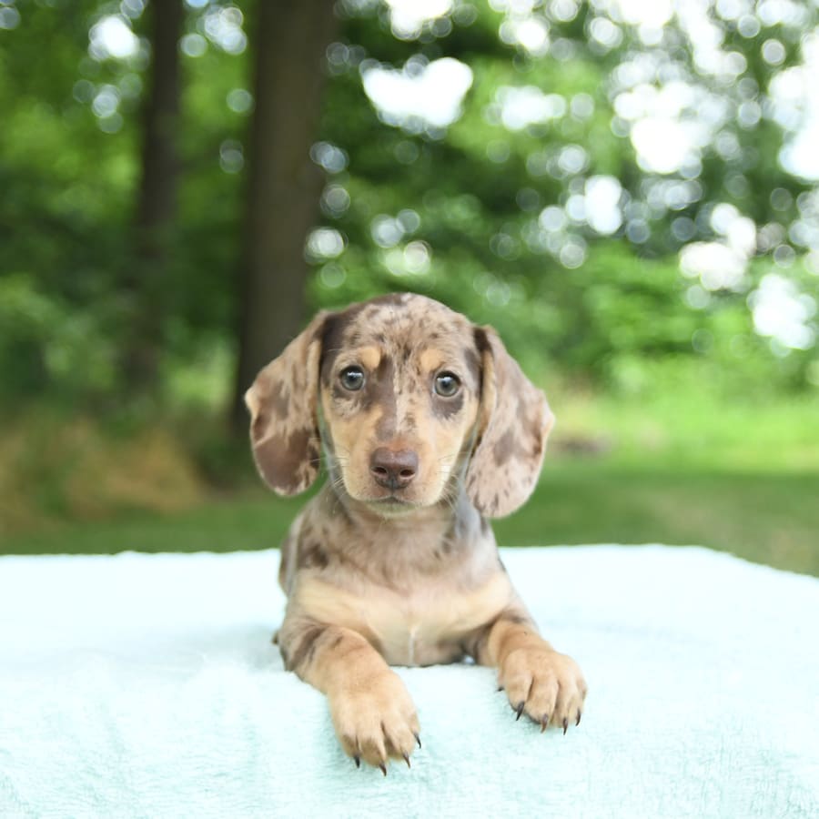 Kobe Miniature Dachshund Puppy for Sale in Bremen, IN Lancaster Puppies