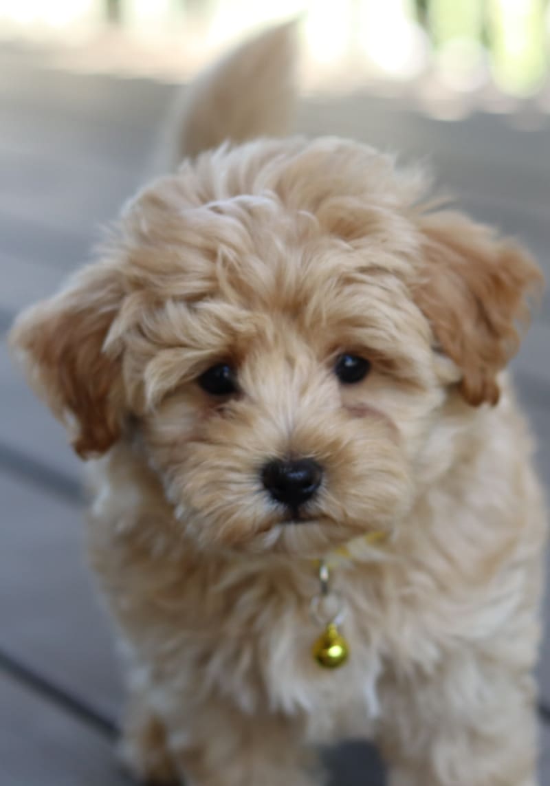 Buddy Havapoo Puppy for Sale in Navarre, OH Lancaster Puppies