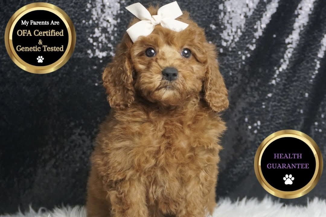 Sophie - Miniature Poodle Puppy for Sale in WARSAW, IN | Lancaster Puppies