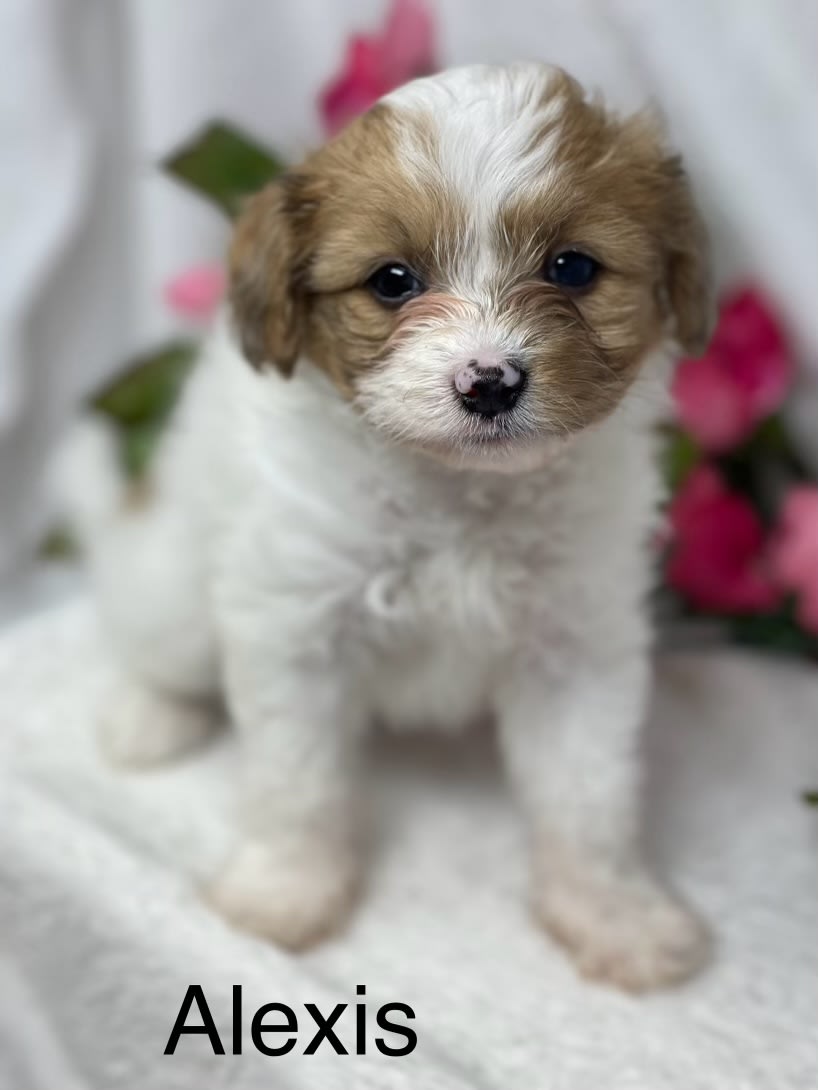 Alexis Papillon and Miniature Poodle Hybrid Puppy for Sale in