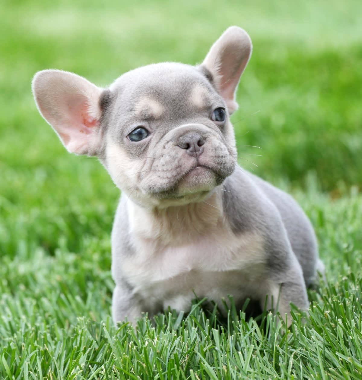 Jay - French Bulldog Puppy for Sale in Millersburg, OH | Lancaster Puppies