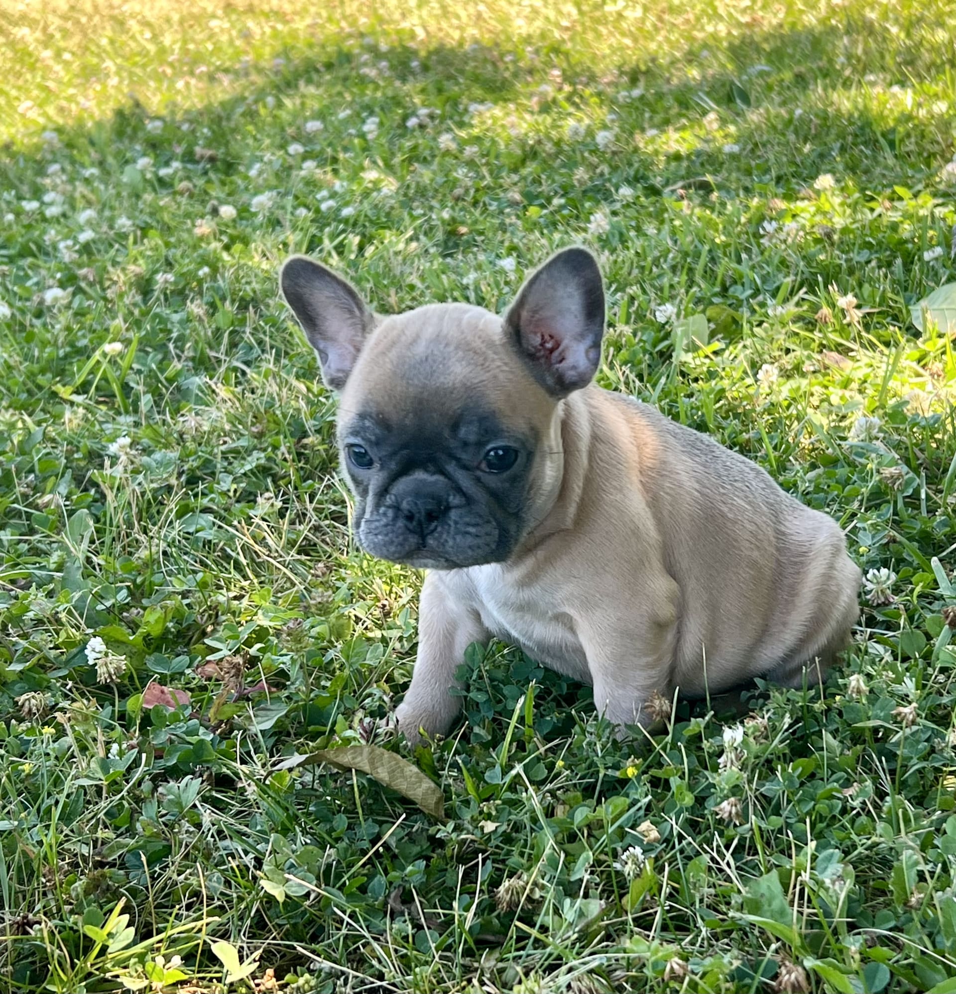 Zelda - French Bulldog Puppy for Sale in Millersburg, OH | Lancaster ...