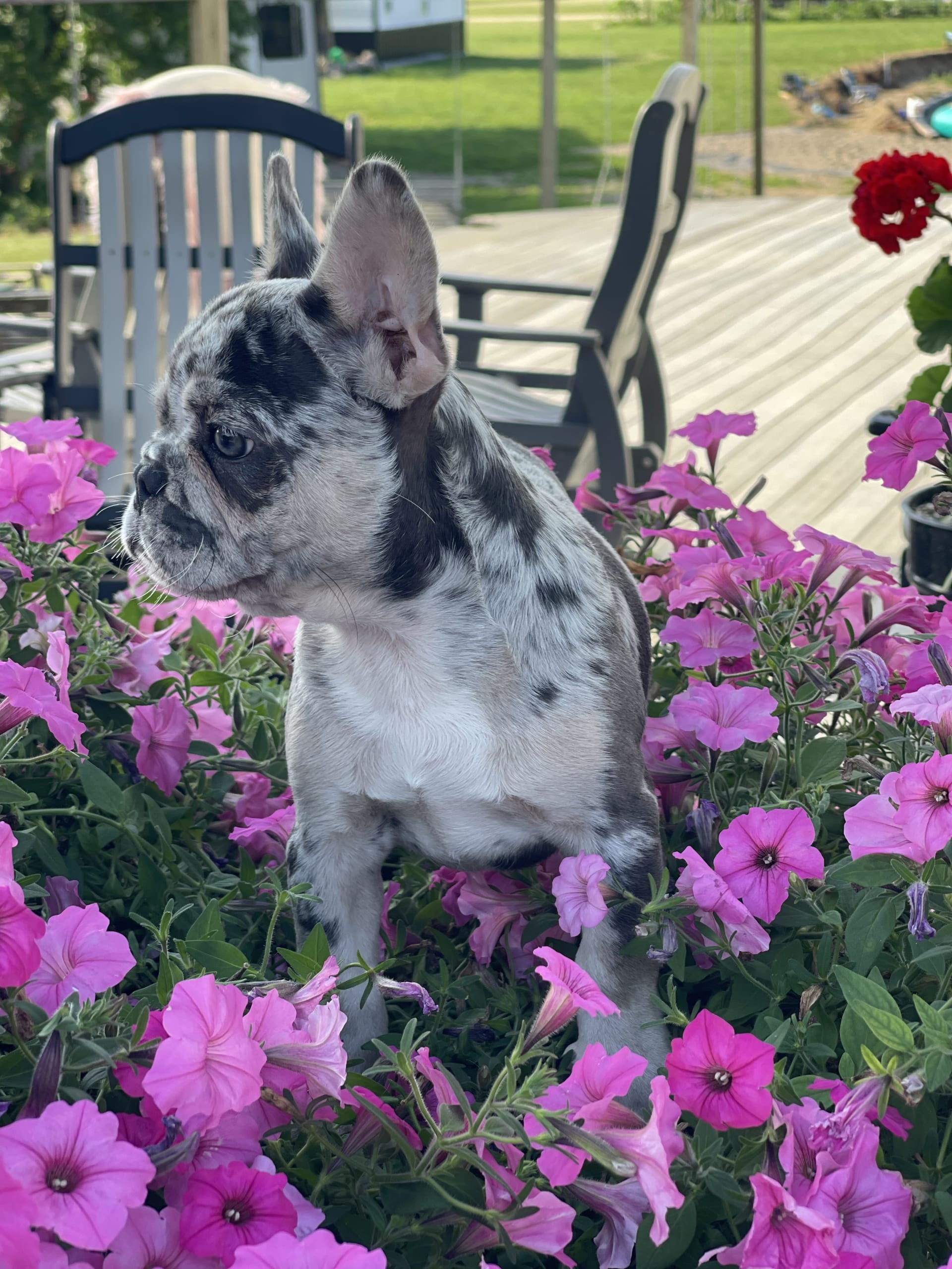 Ivan - French Bulldog Puppy for Sale in Shipshewana, IN | Lancaster Puppies