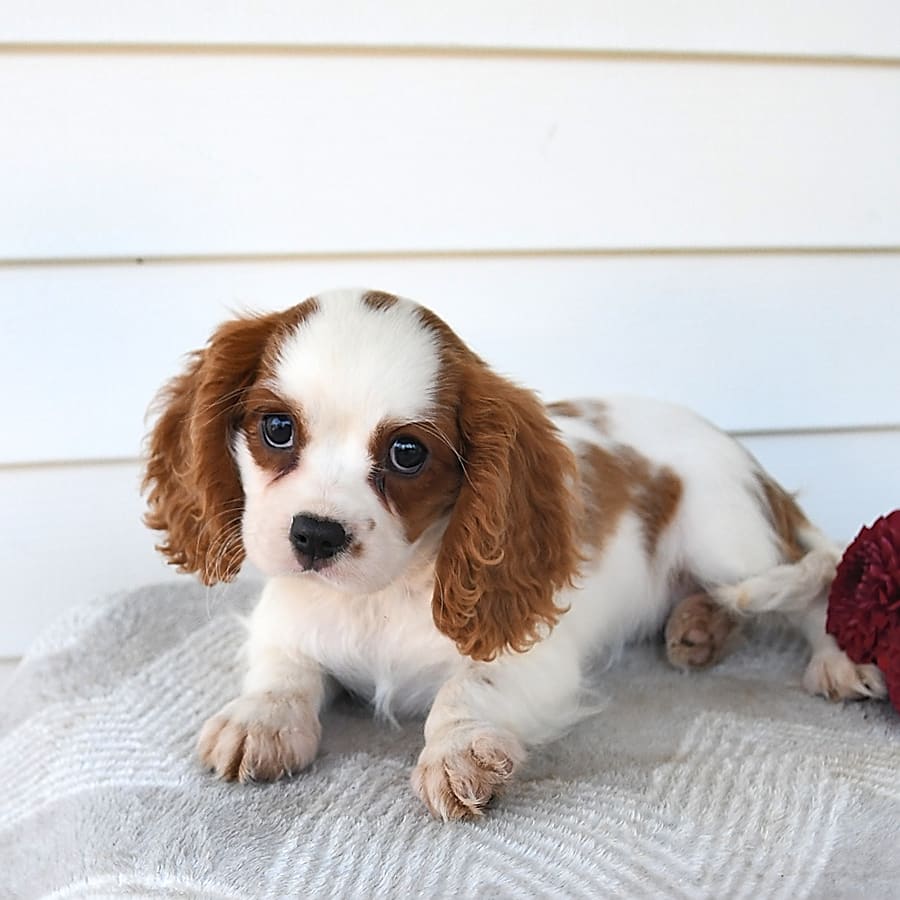 Bailey - Cavalier King Charles Spaniel Puppy for Sale in Millersburg ...