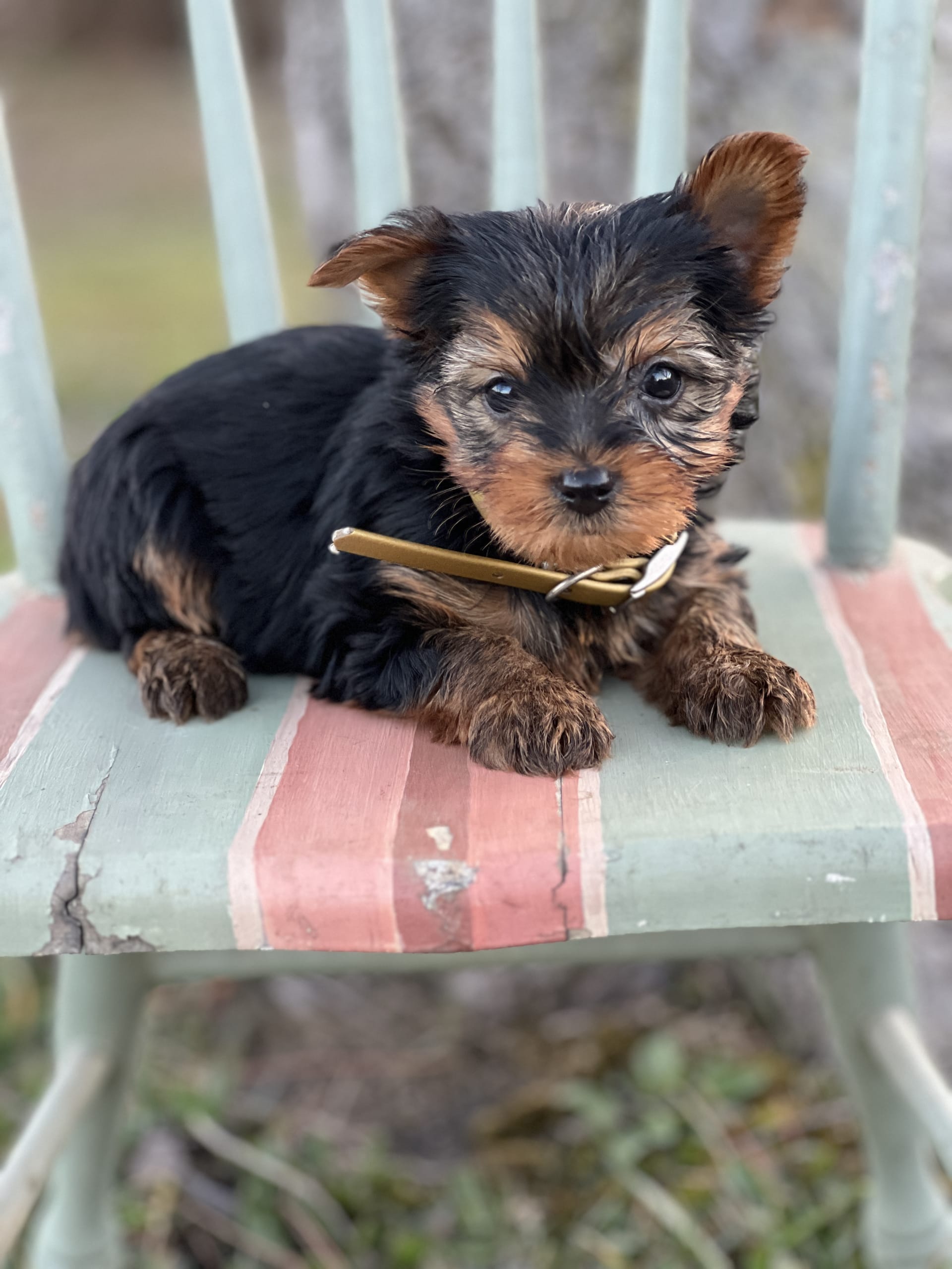 Tiny Yorkshire Terrier Puppy for Sale in Schoharie, NY Lancaster