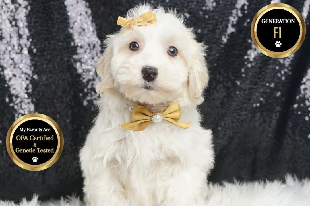 Cosmo Coton De Tulear and Toy Poodle Hybrid Puppy for Sale in WARSAW