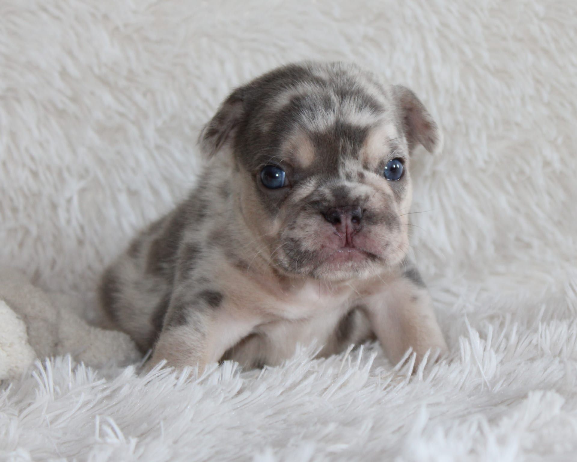 Debby - French Bulldog Puppy for Sale in Shipshewana, IN | Lancaster ...