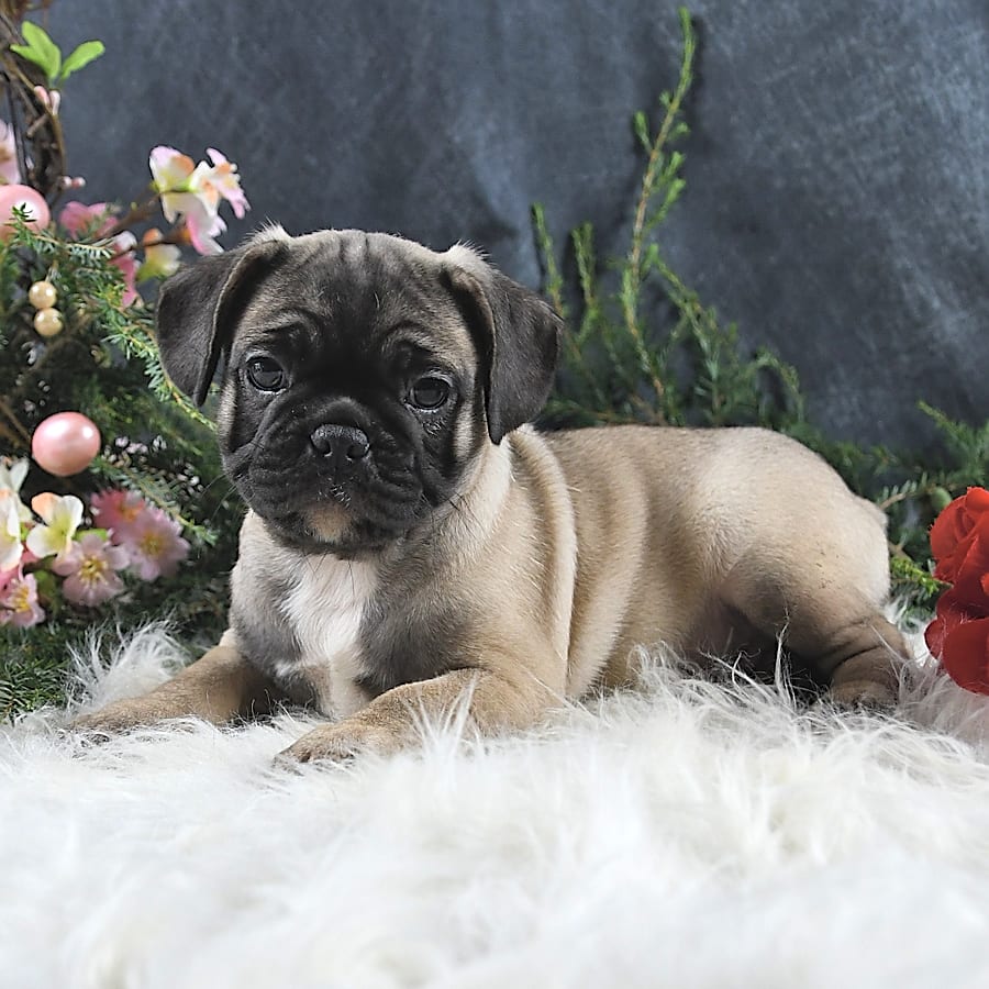 Pretzel Frug Puppy for Sale in Holmesville, OH Lancaster Puppies