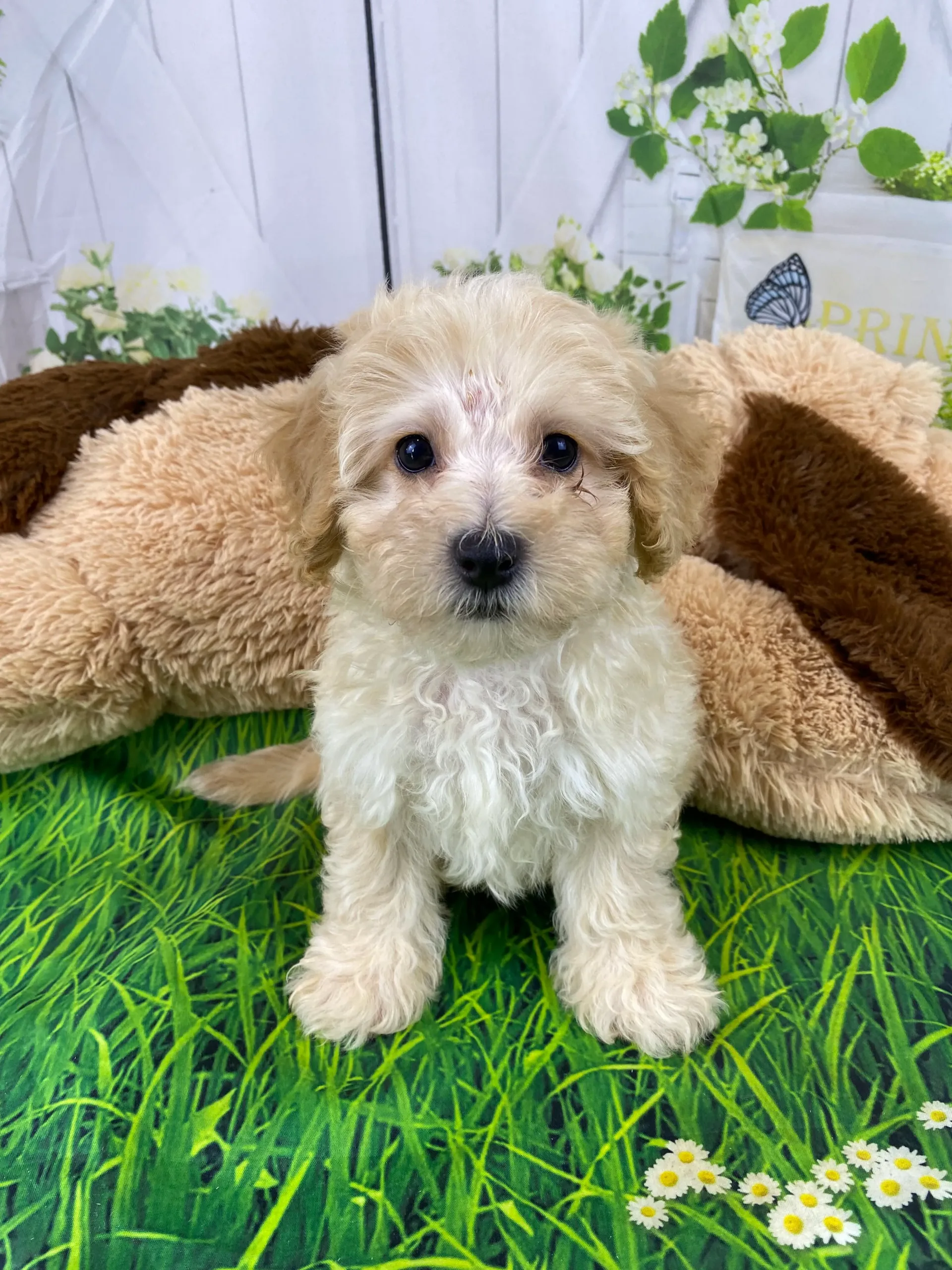 Cash Coton De Tulear and Miniature Poodle Hybrid Puppy for Sale in