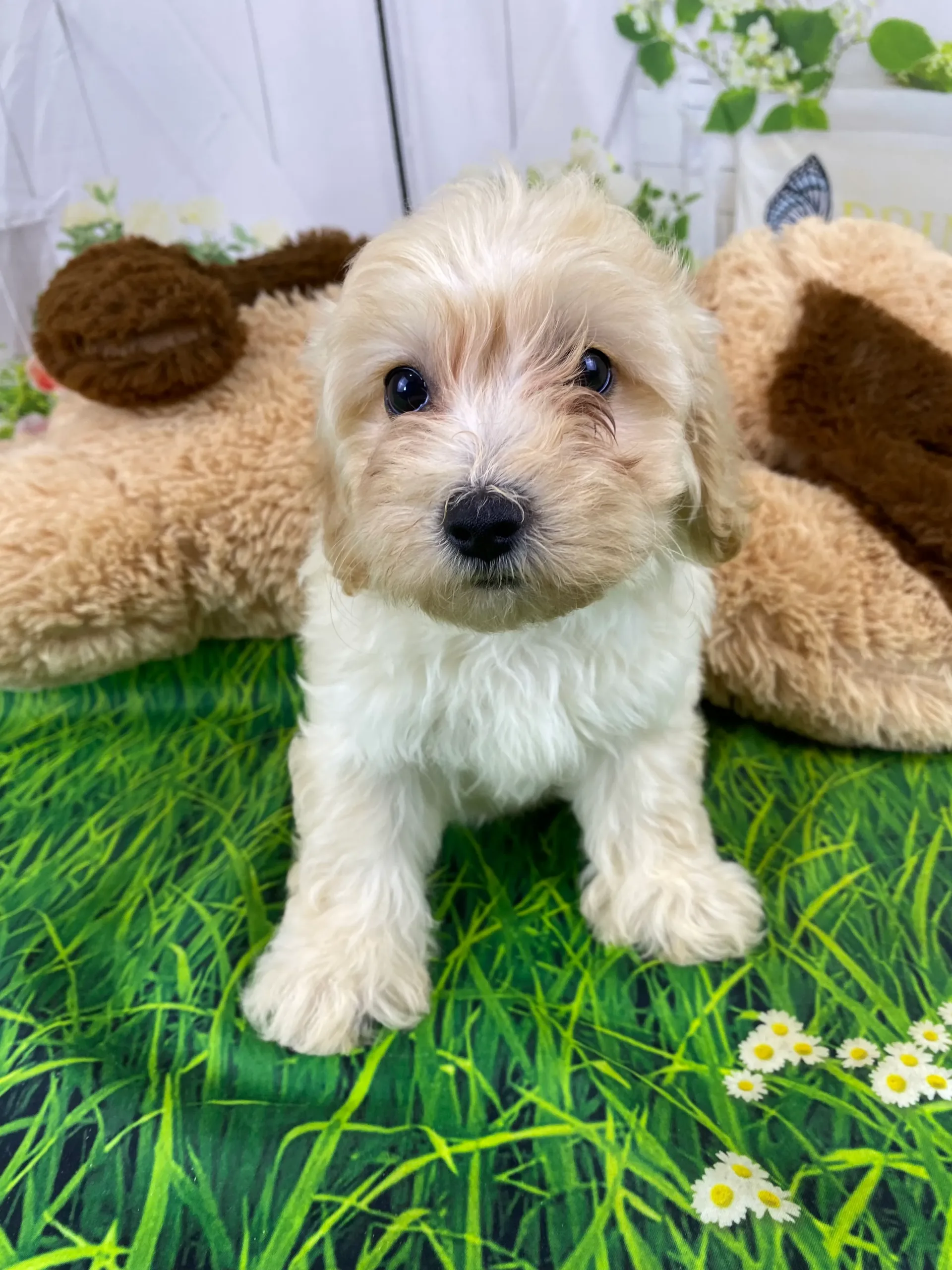 Trixie Coton De Tulear and Poodle Miniature Hybrid Puppy for Sale in