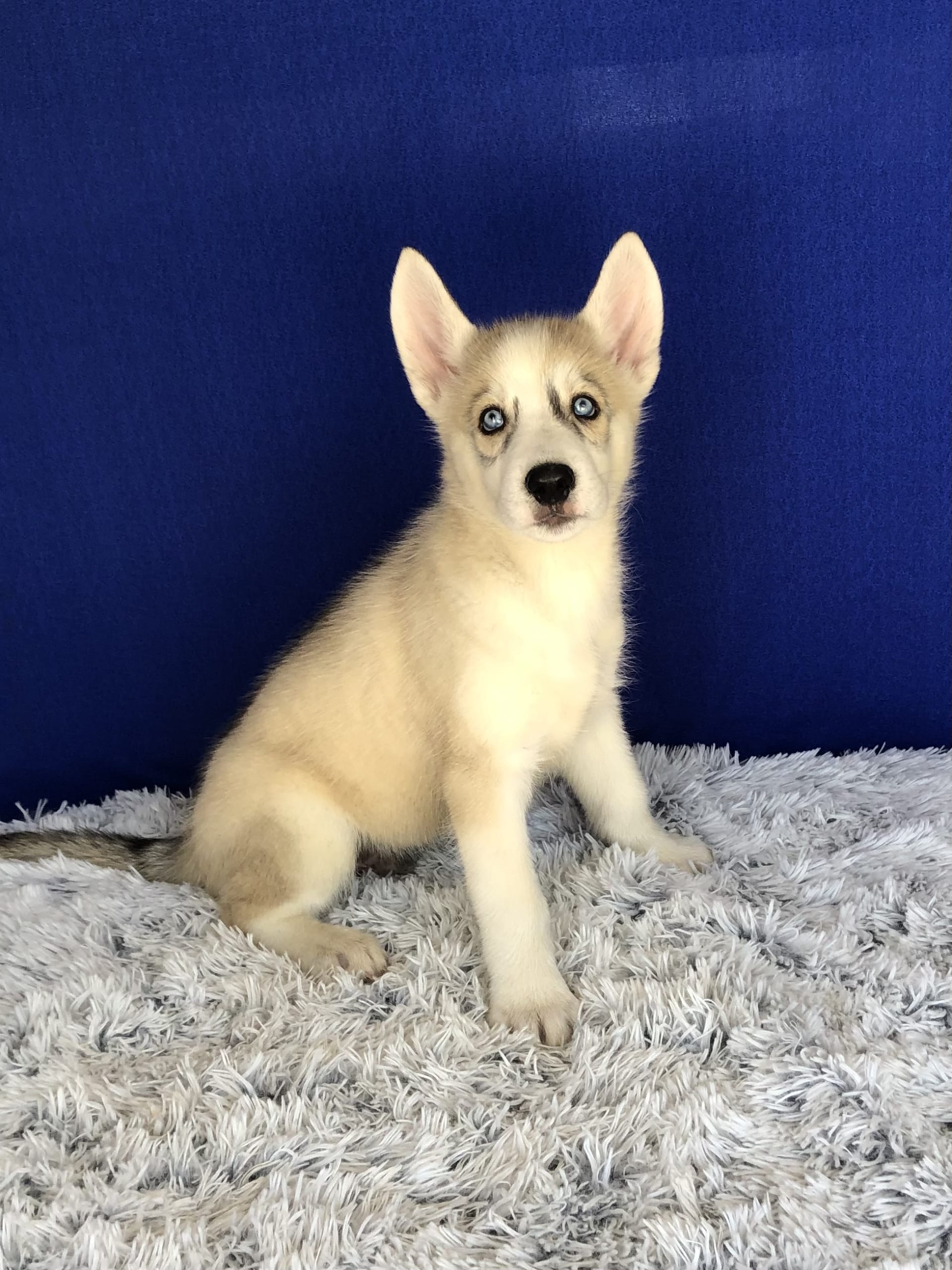 Buddy Gerberian Shepsky Puppy for Sale in Fredericksburg, OH