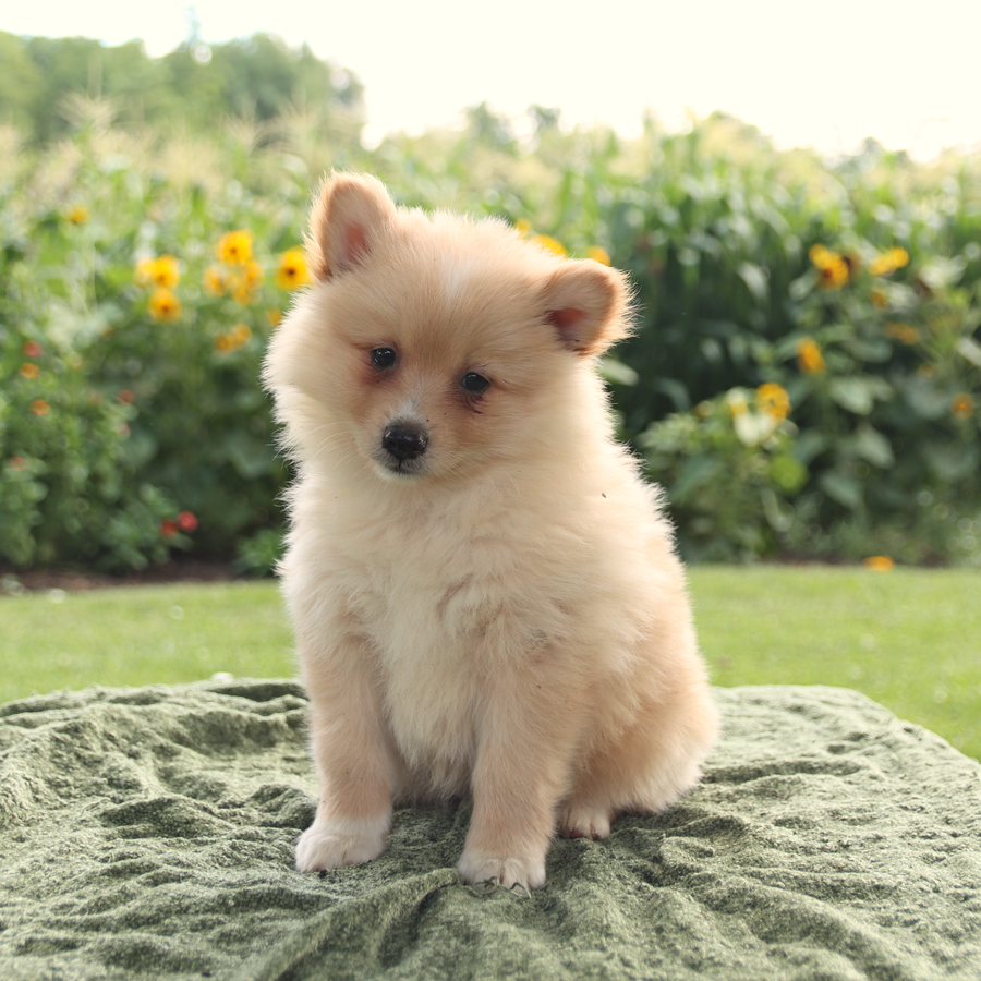 Logan guarantee paul s dog kong breed