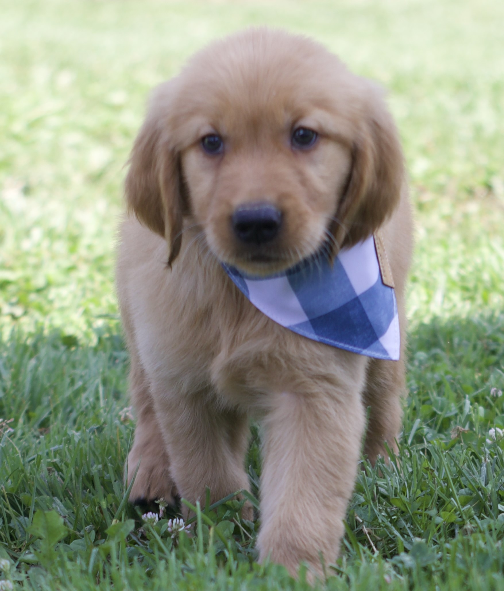 Lancaster Puppies Golden Retriever - axfx4oc