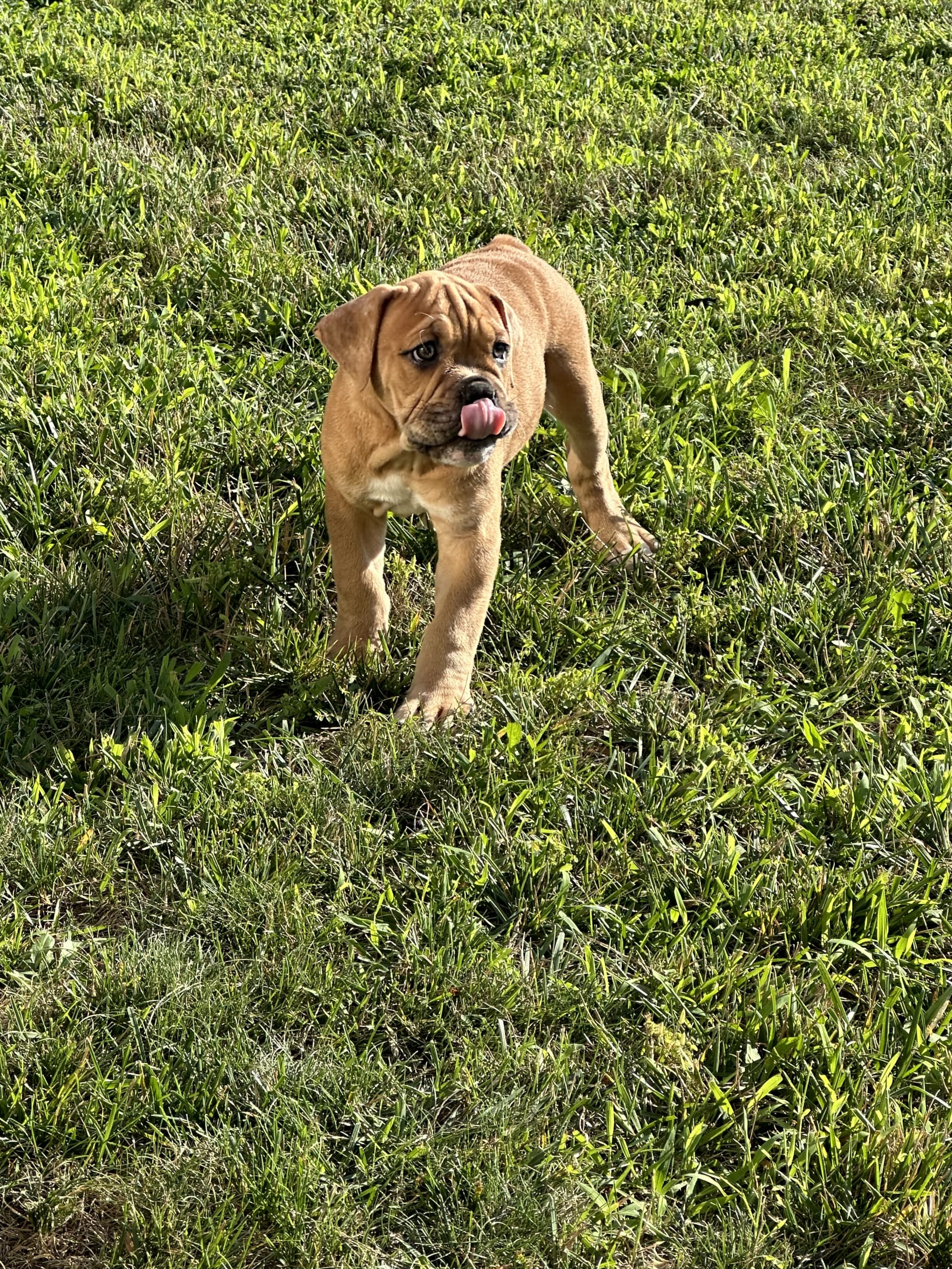 Free Puppies Hagerstown Md - av16am5