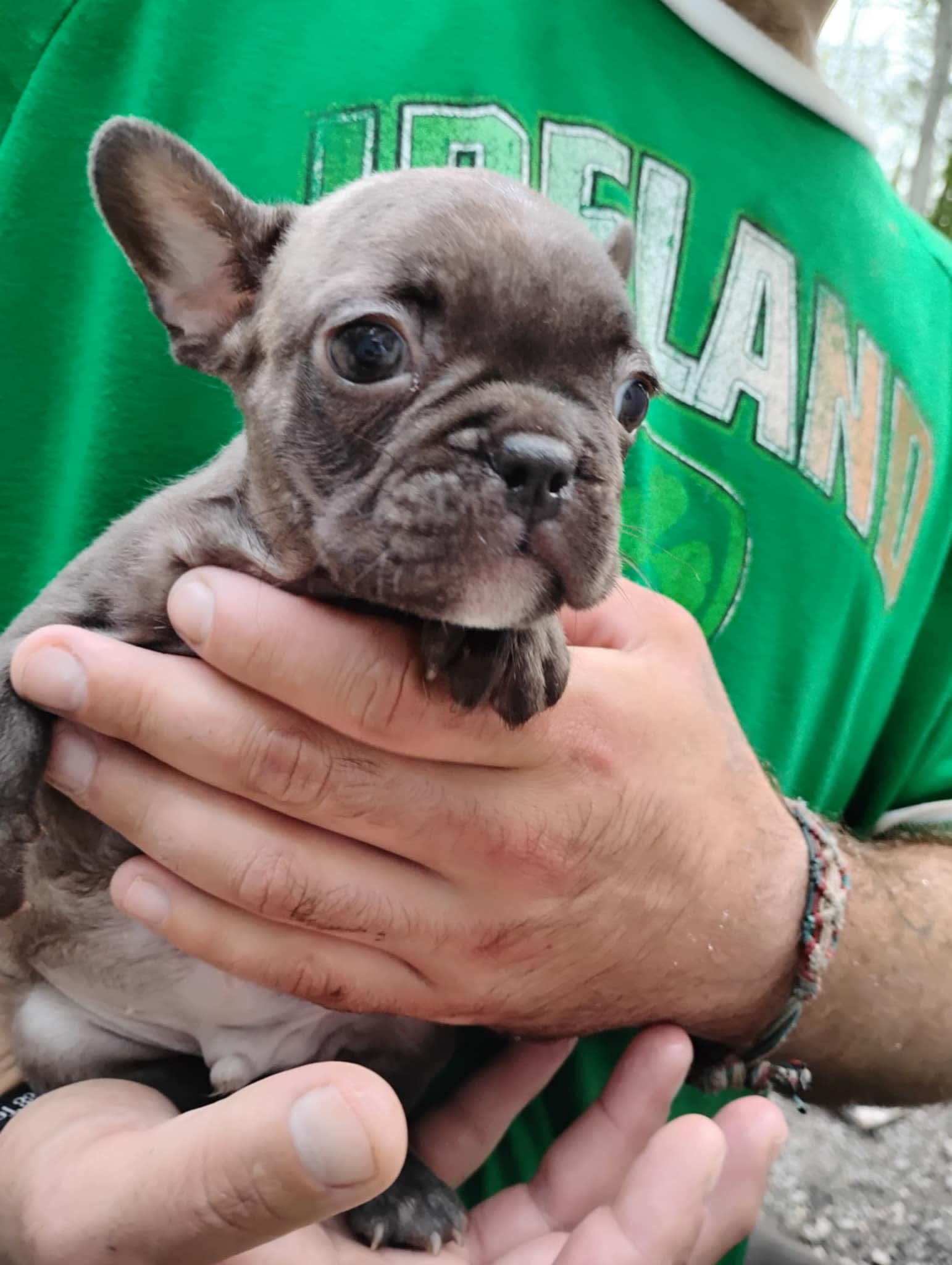 Free Puppies Hagerstown Md - 23z3o2m