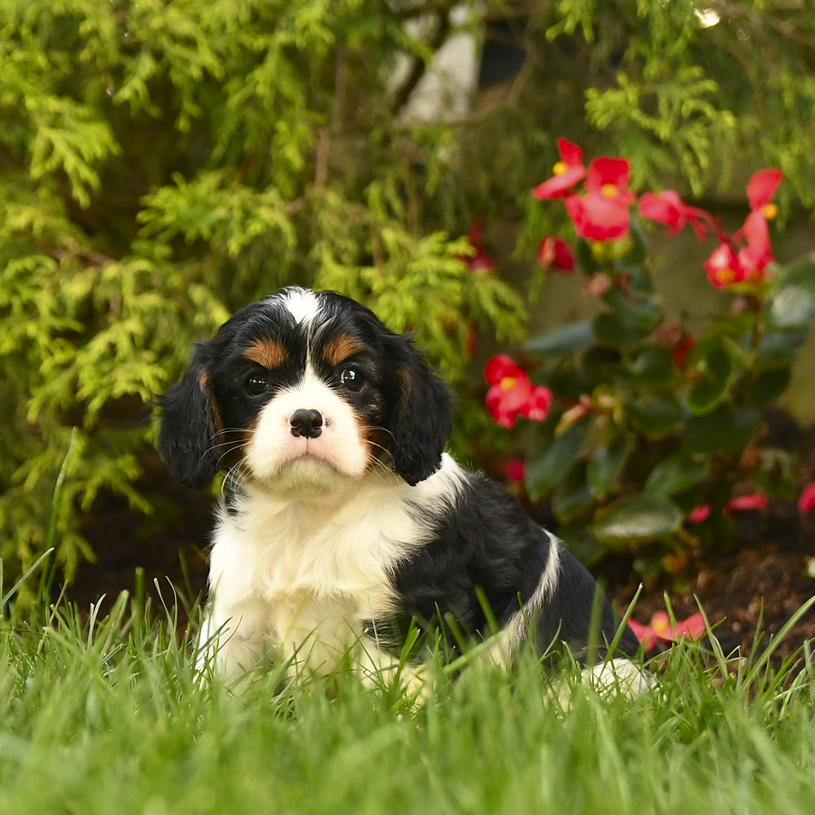 Glendon Cavalier King Charles Spaniel Puppy for Sale in New Holland