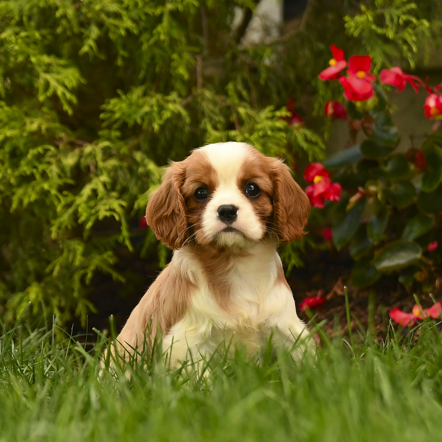 Geneva Cavalier King Charles Spaniel Puppy for Sale in New Holland
