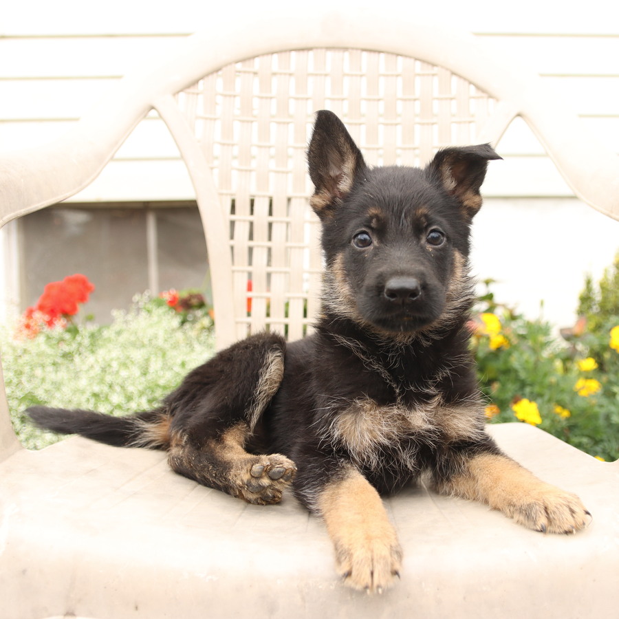 Medium coat german invicible shepherd puppies