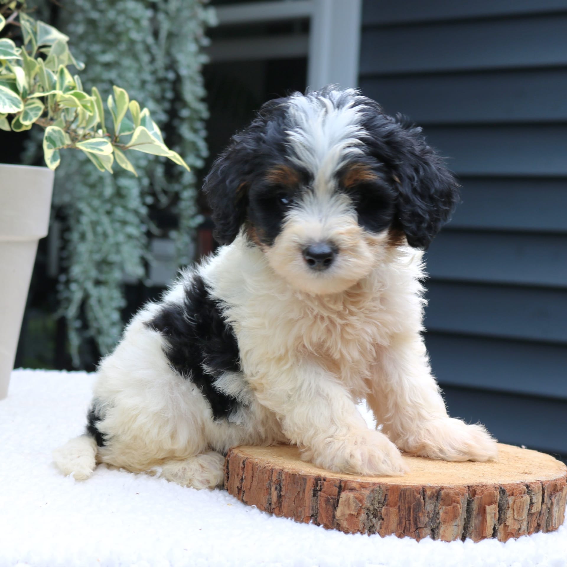 Akira Mini Bernedoodle Puppy for Sale in New Holland, PA Lancaster