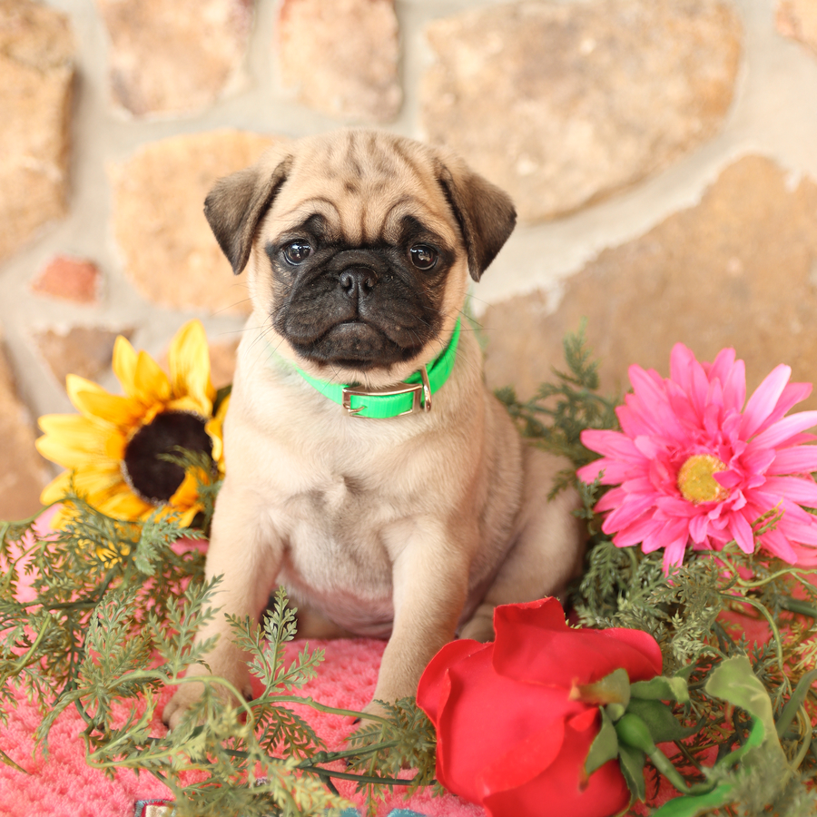 Shadow Pug Puppy for Sale in Mill Hall, PA Lancaster Puppies