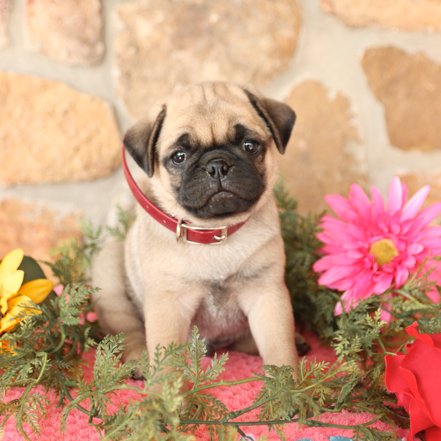 Scottie Pug Puppy for Sale in Mill Hall, PA Lancaster Puppies