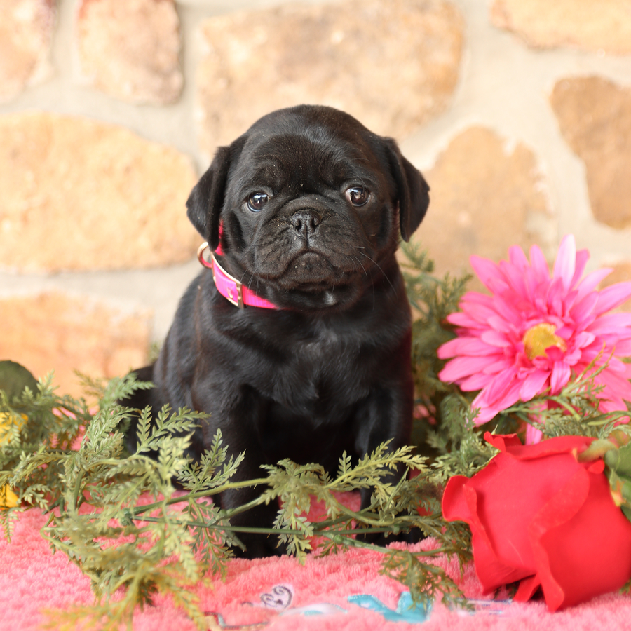 Strawberry Pug Puppy for Sale in Mill Hall, PA Lancaster Puppies