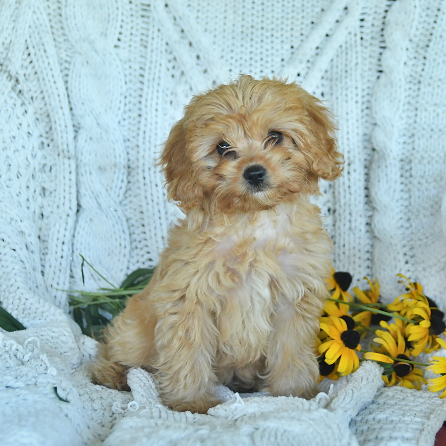 Gordon Cavapoo Puppy for Sale in New Holland, PA Lancaster Puppies