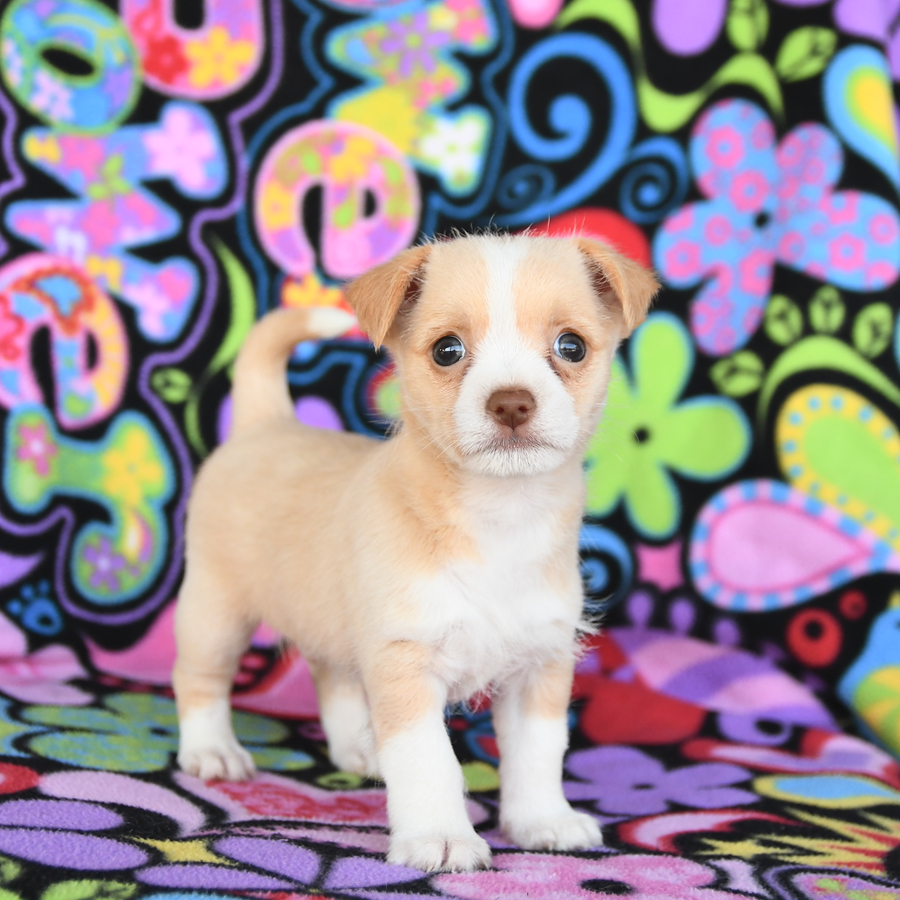Long hair chihuahua abt for sale near me