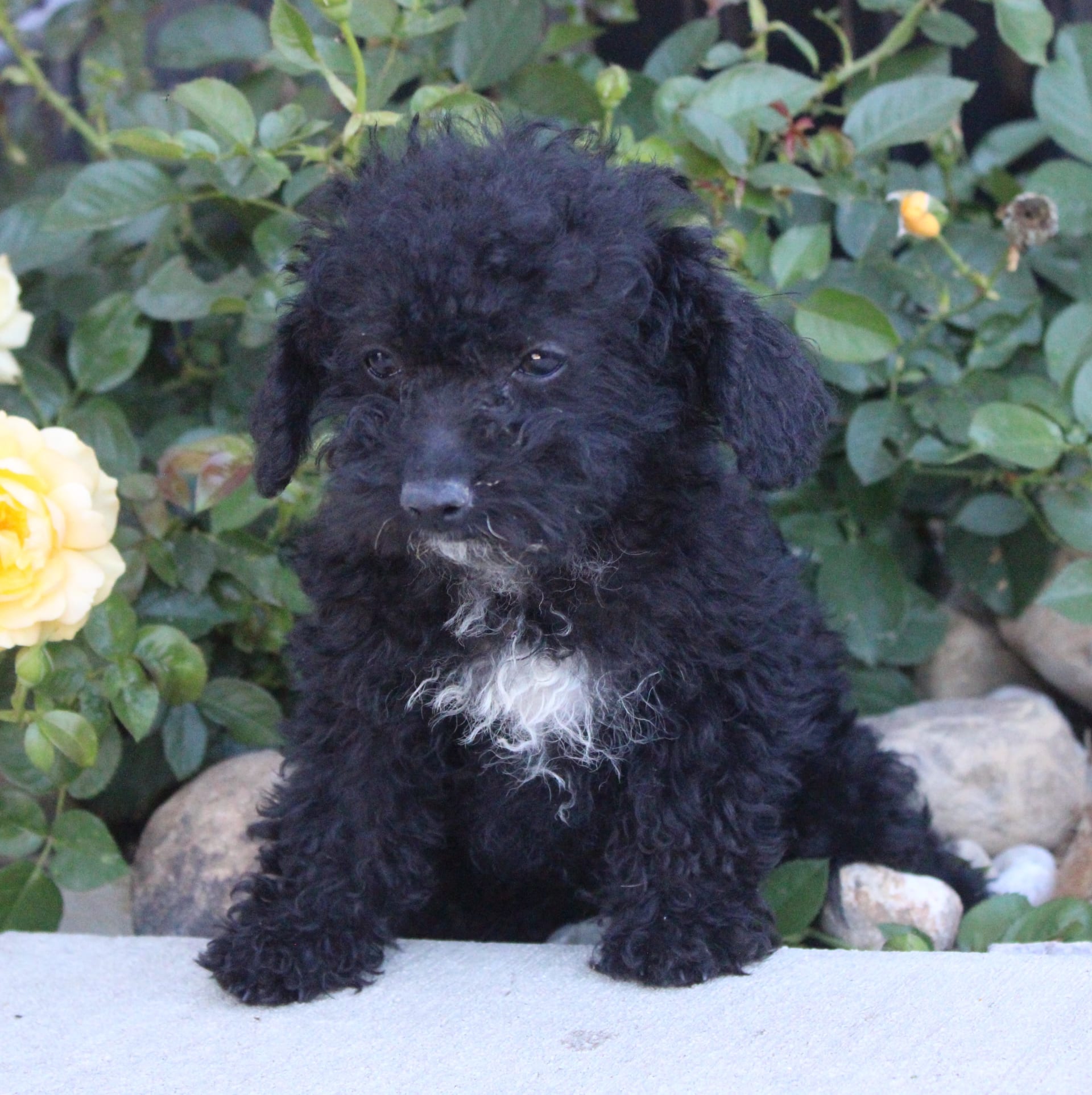 Free Puppies Hagerstown Md - aekbubf