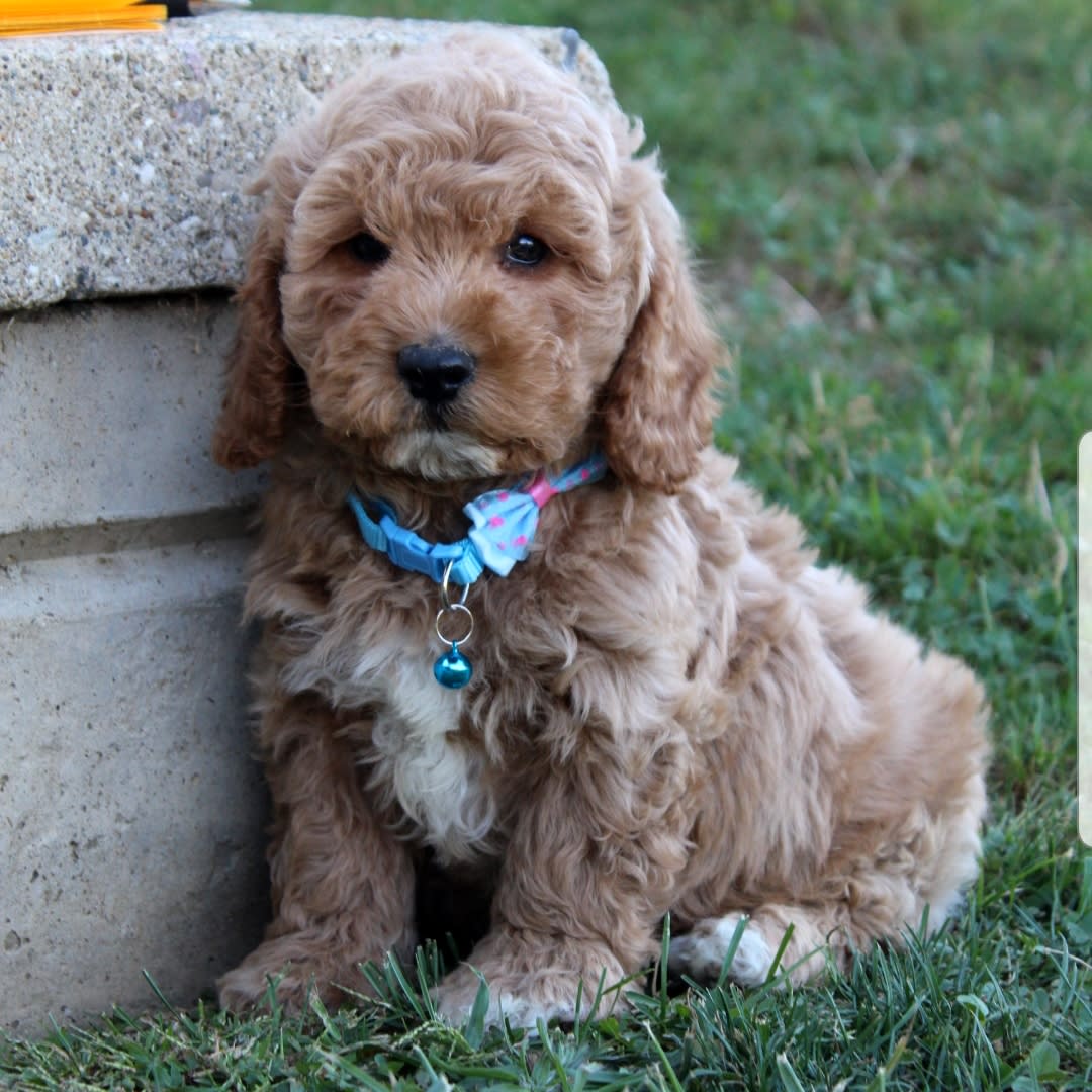 cocker spaniel mini poodle mix